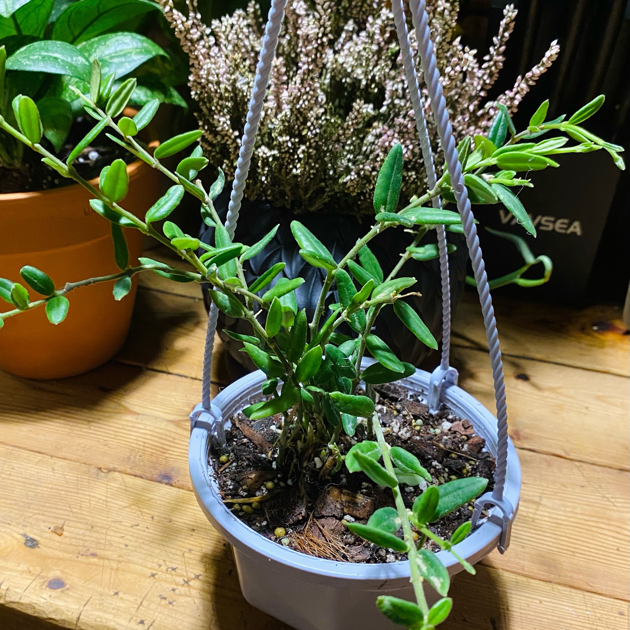 Photo of the plant species Waxflower by @TRose named Elle on Greg, the plant care app