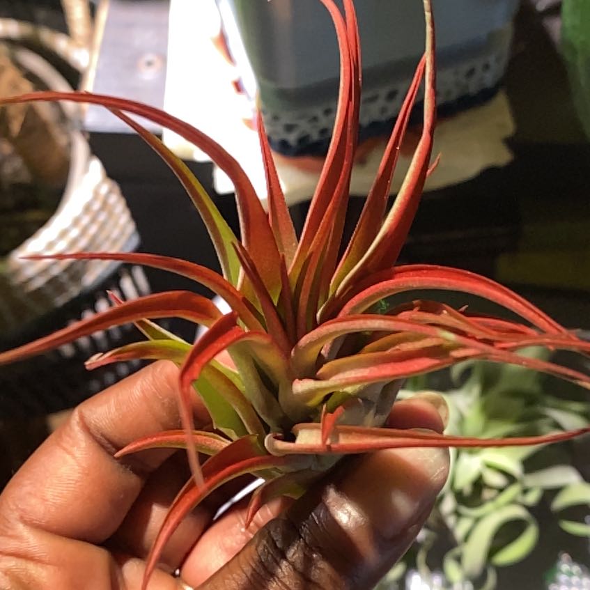 Photo of the plant species Red Tillandsia Air Plant by @TRose named Aristotle on Greg, the plant care app