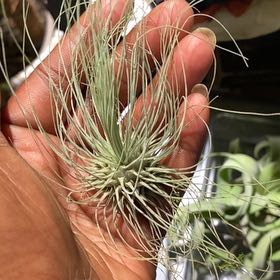 Photo of the plant species Tillandsia Fuchsii v. Gracilis by @TRose named Delilah on Greg, the plant care app