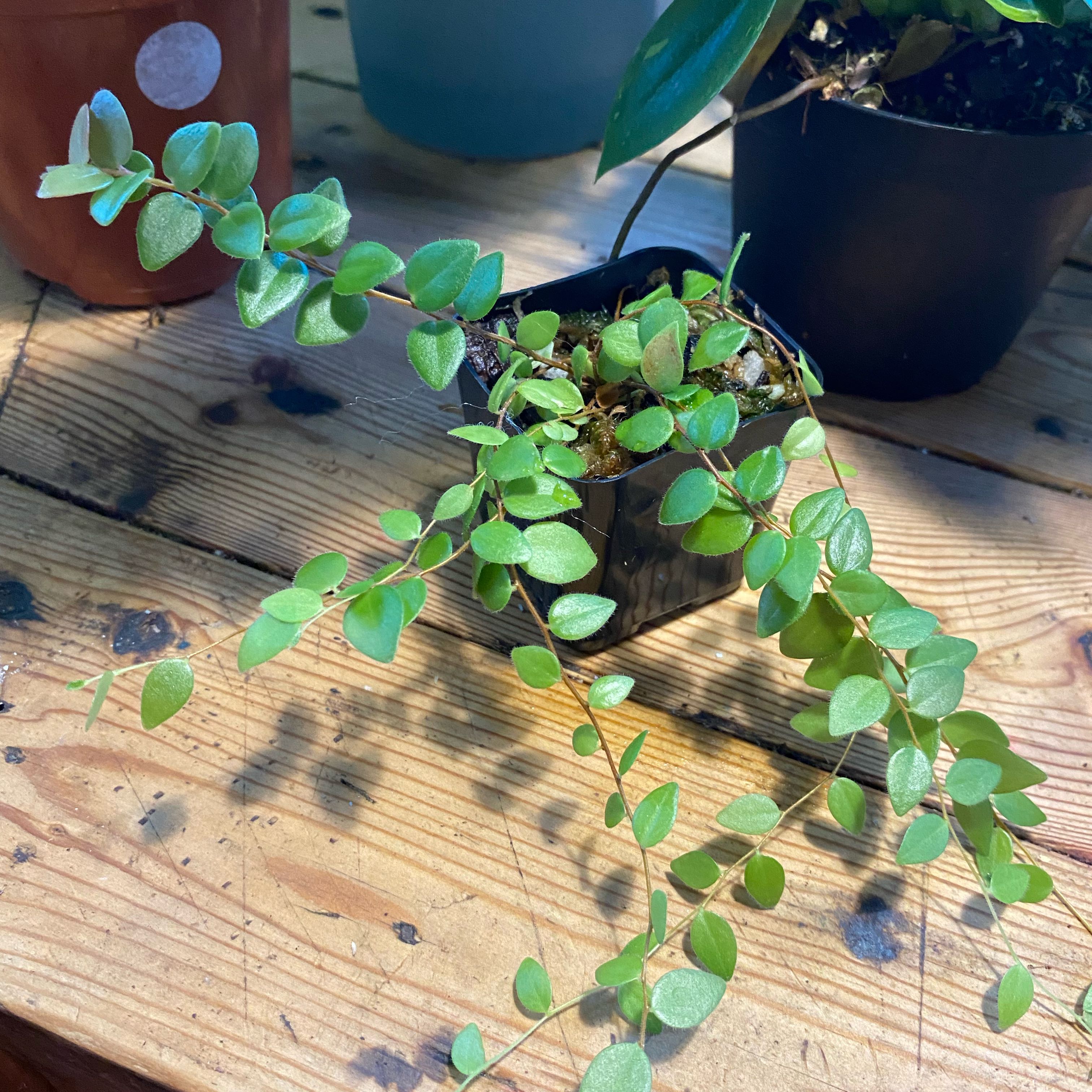 Photo of the plant species Cestrum buxifolium by @TRose named Bella on Greg, the plant care app