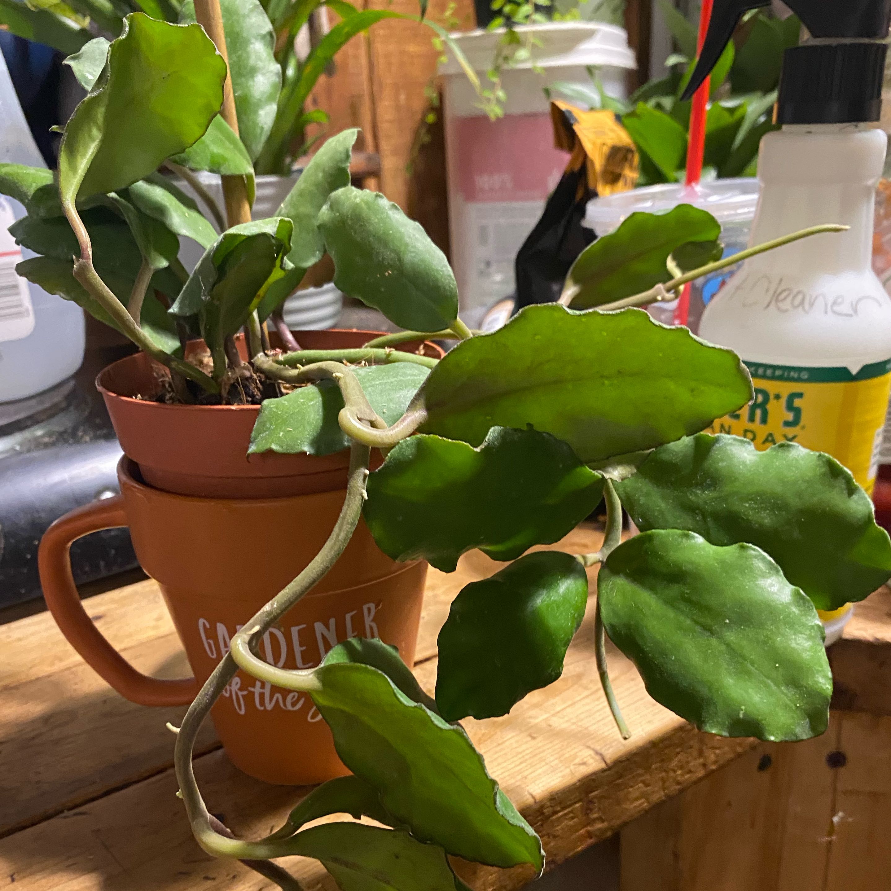 Photo of the plant species Hoya Waymaniae by @TRose named Baesil on Greg, the plant care app