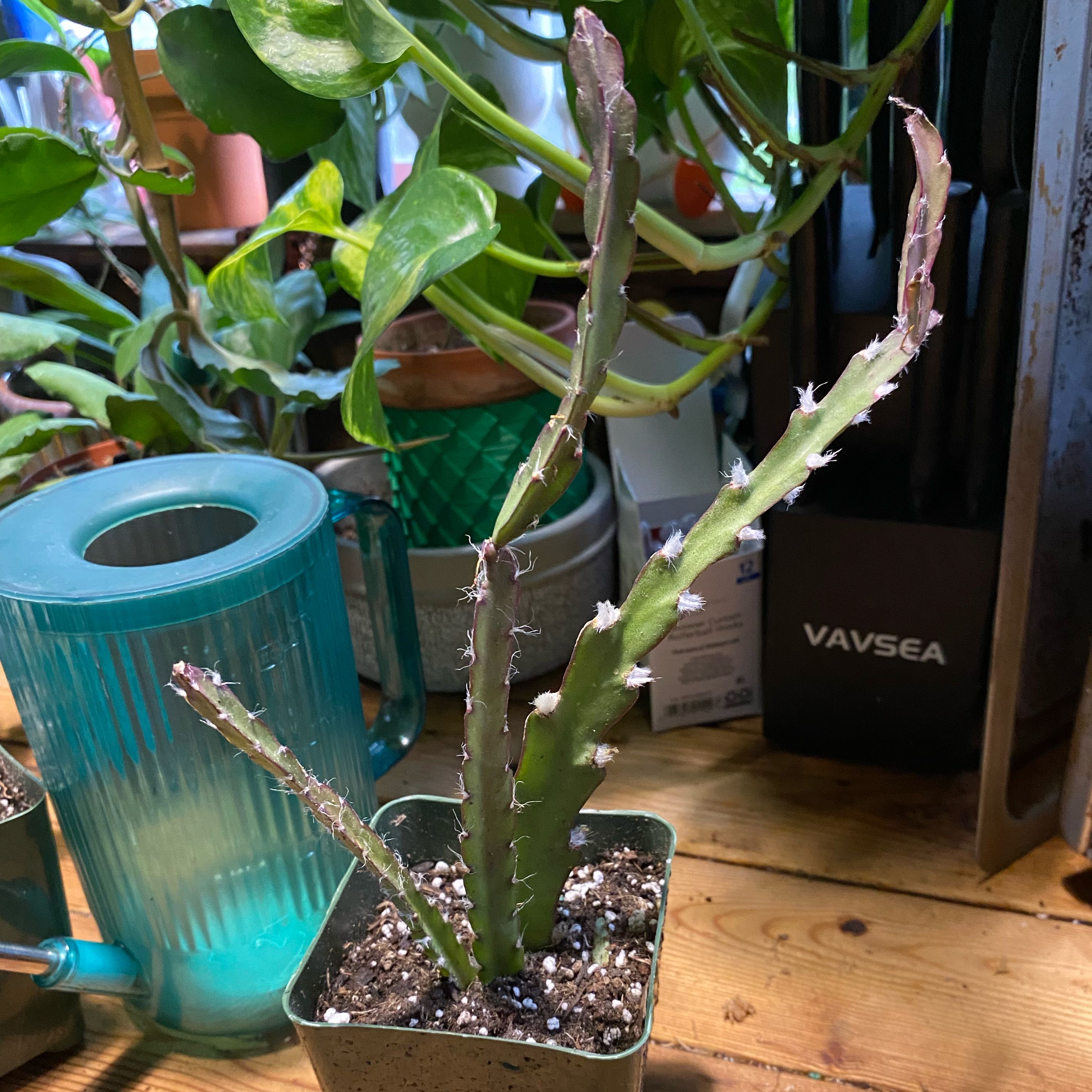 Photo of the plant species Hurricane Cactus by @TRose named Walt on Greg, the plant care app