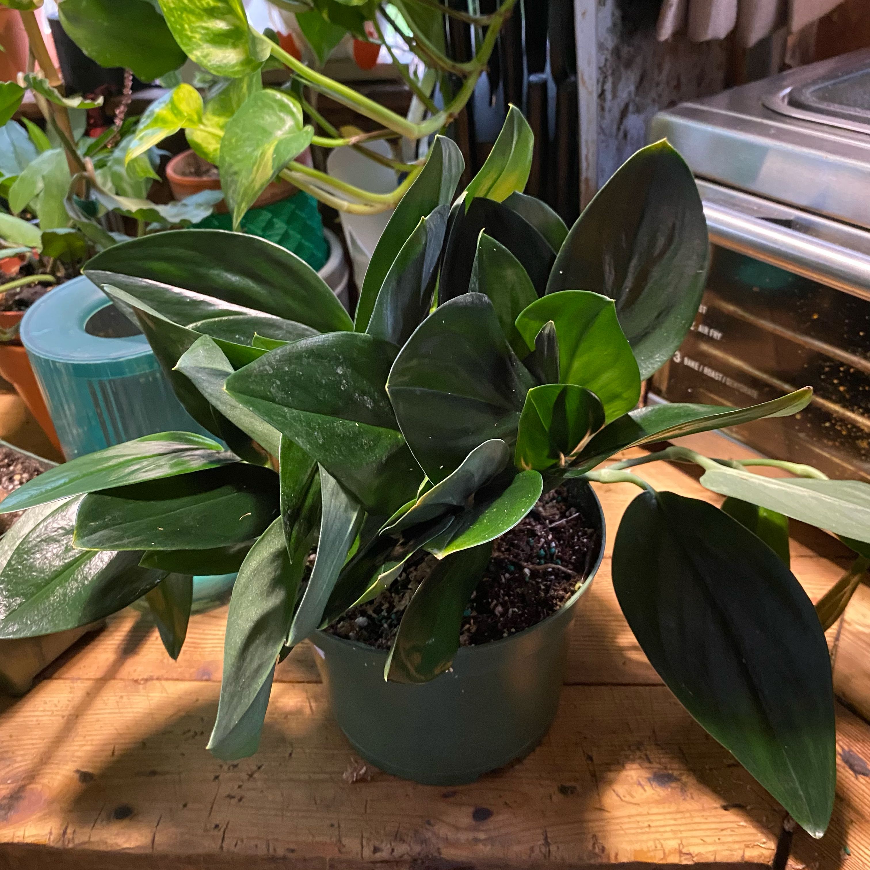 Photo of the plant species Scindapsus treubii 'Dark Form' by @TRose named Aria on Greg, the plant care app