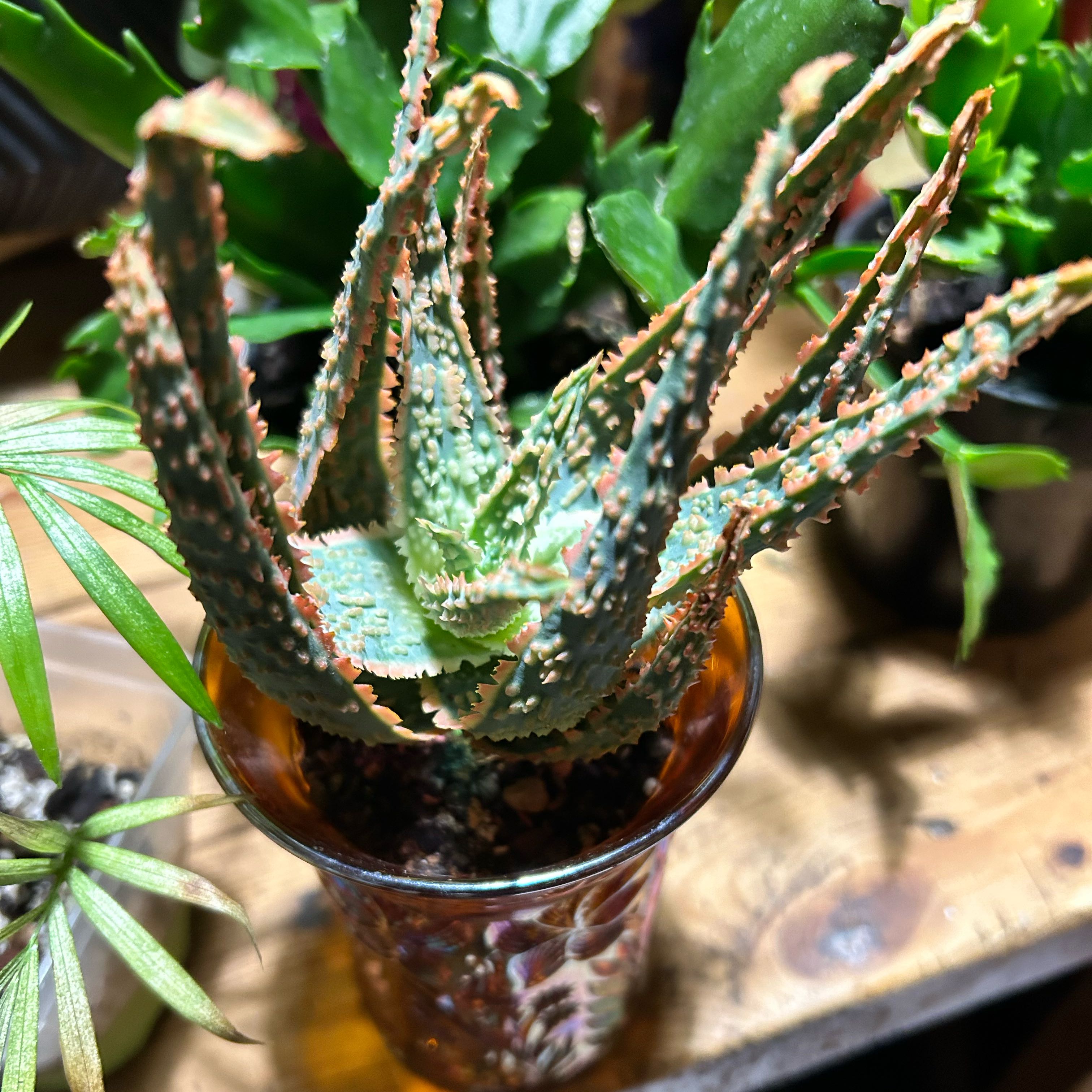 Photo of the plant species christmas carol by @TRose named Terra on Greg, the plant care app