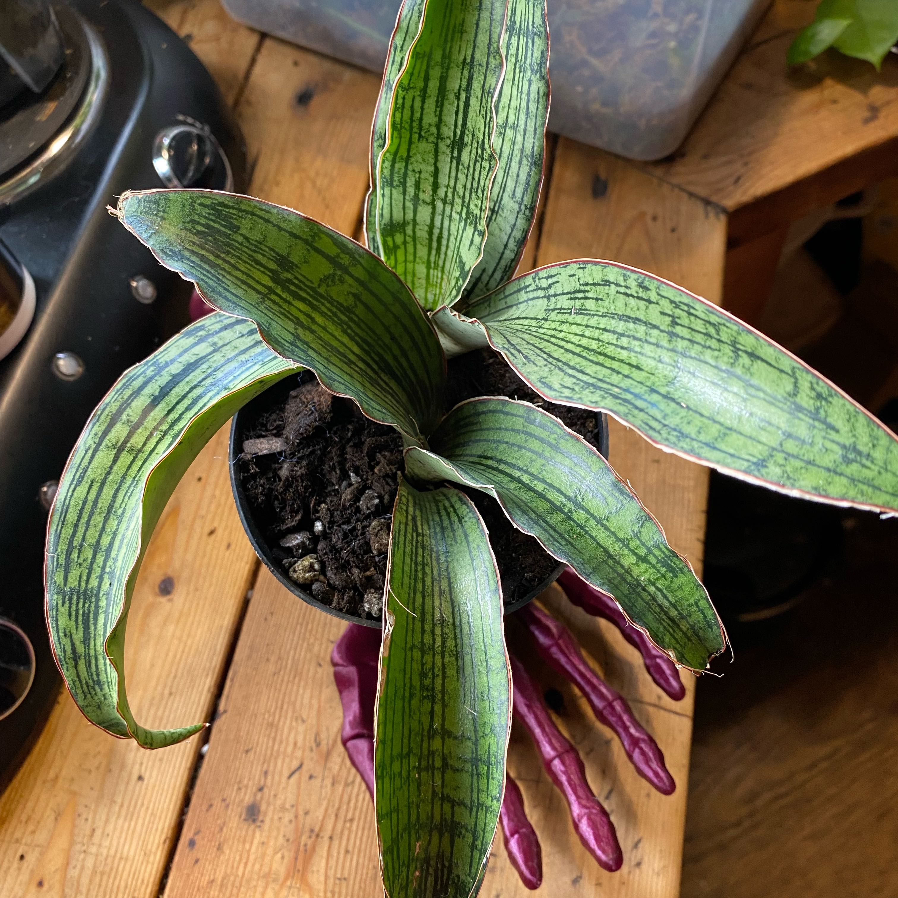 Photo of the plant species Sansevieria Cleopatra by @TRose named Miss Cleo on Greg, the plant care app