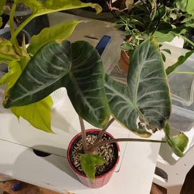Photo of the plant species Elephant Ear 'Ivory Coast' by @TRose named Aria on Greg, the plant care app