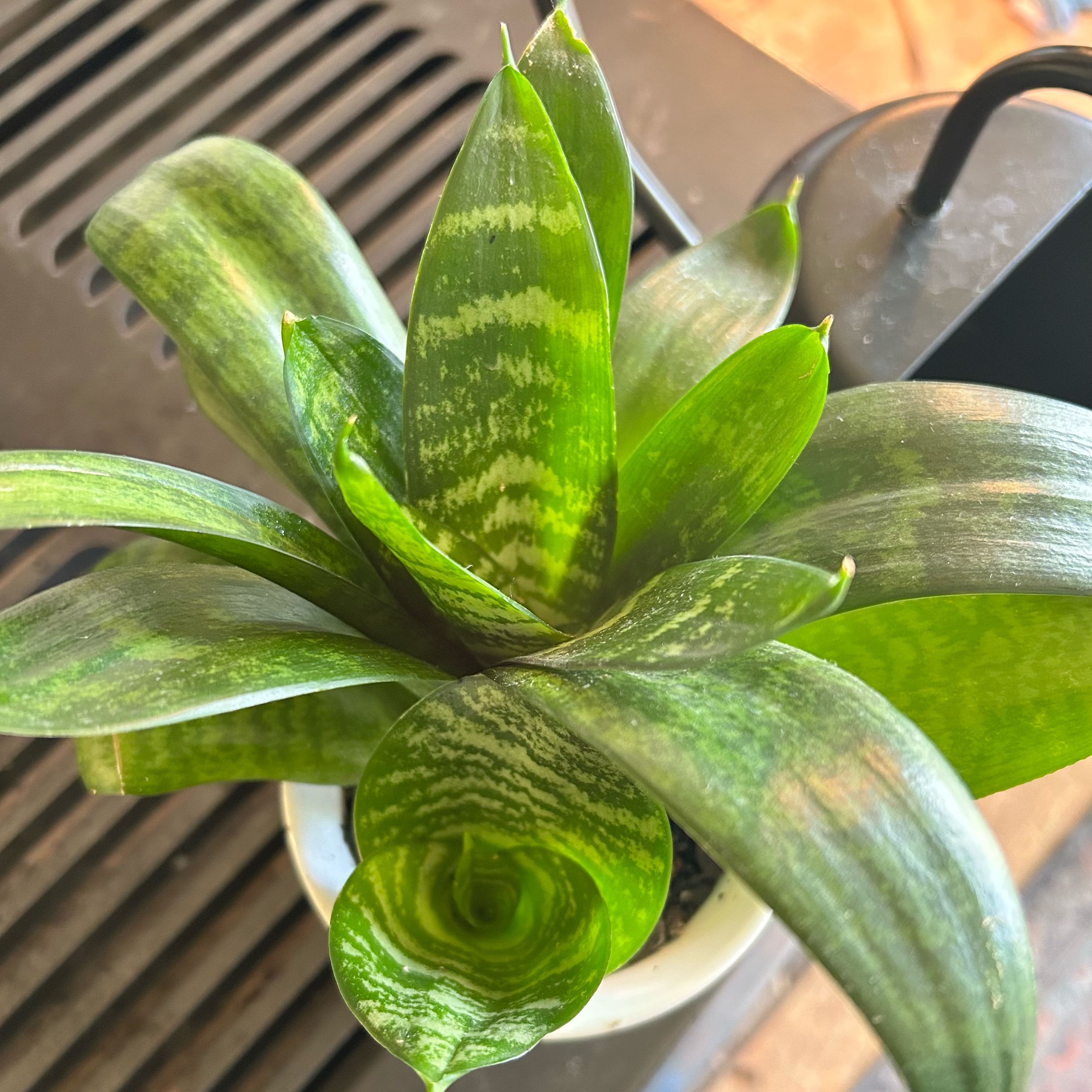 Photo of the plant species Forest Star Snake Plant by @TRose named Figyonce on Greg, the plant care app
