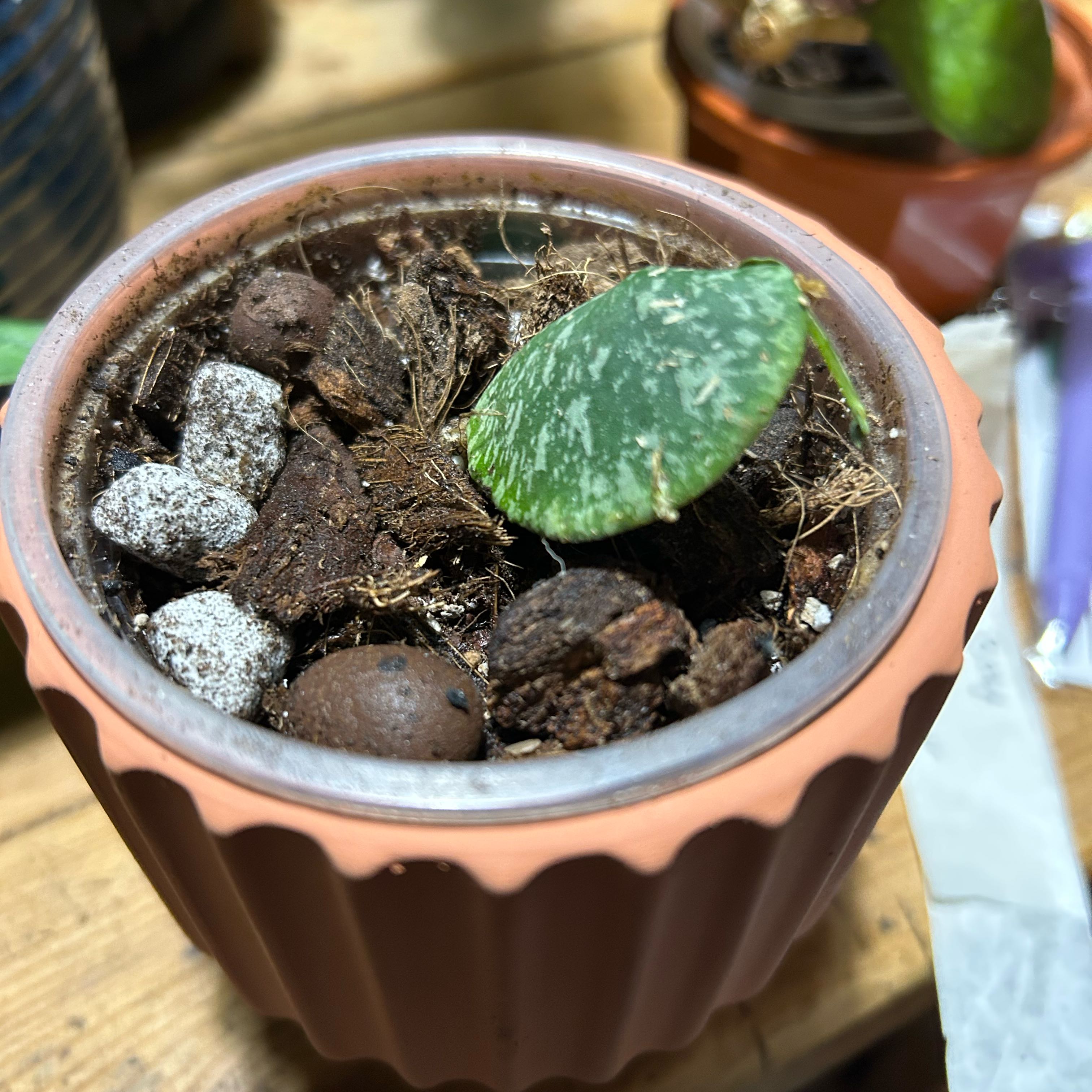 Photo of the plant species Hoya imbricata by @TRose named Brick on Greg, the plant care app