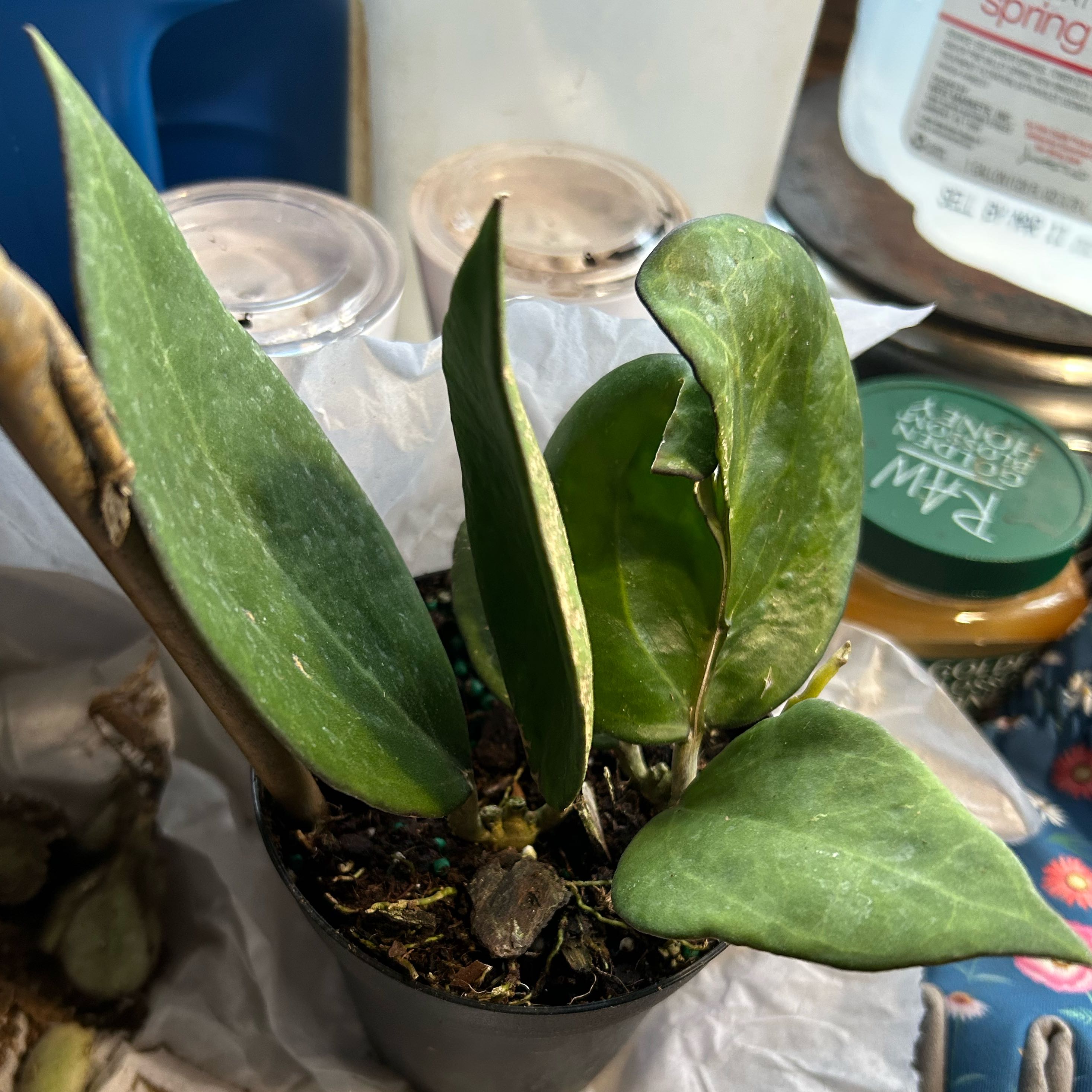 Photo of the plant species Hoya patcharawalai023 by @TRose named Apollo on Greg, the plant care app