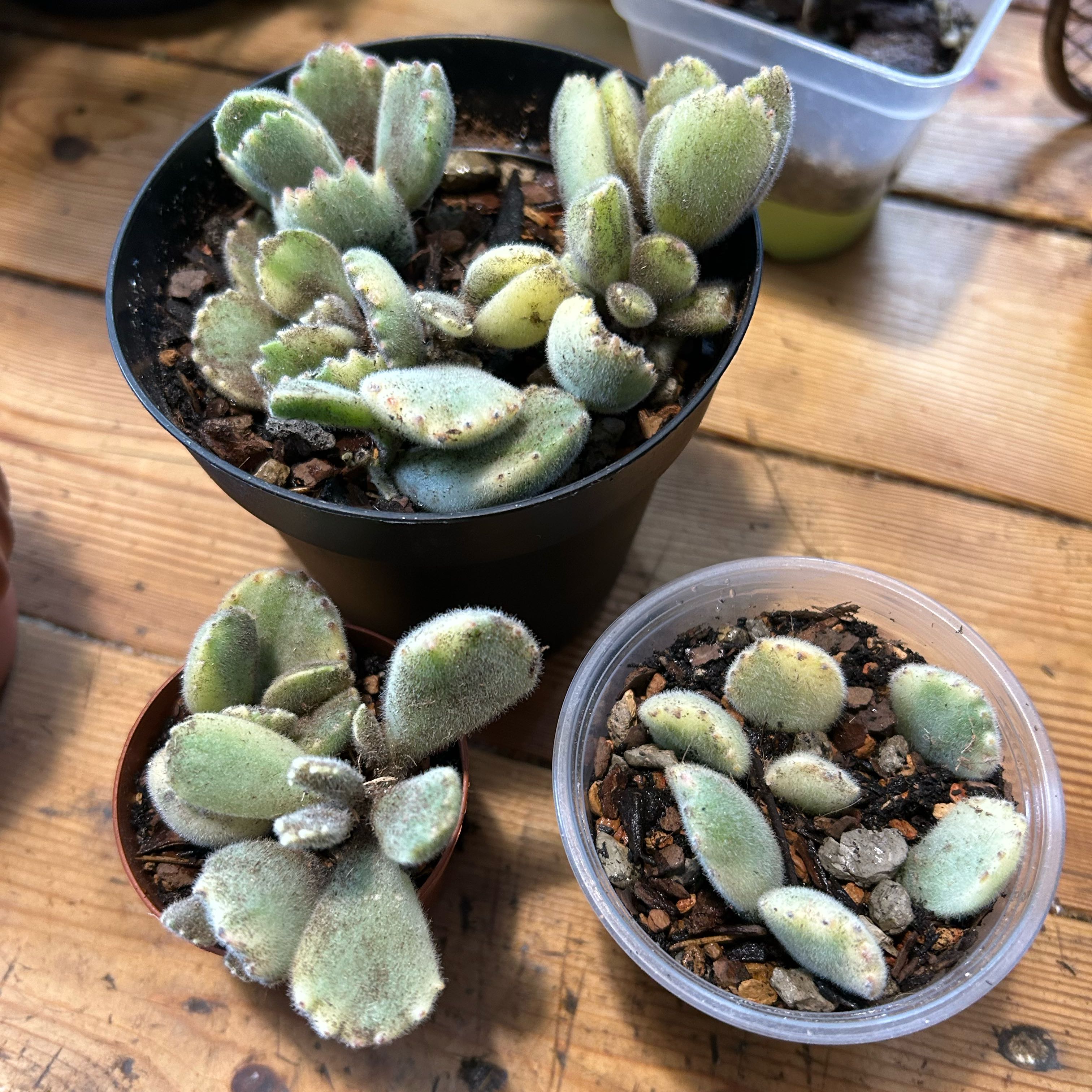 Photo of the plant species Variegated Bear's Paw by @TRose named Miley on Greg, the plant care app