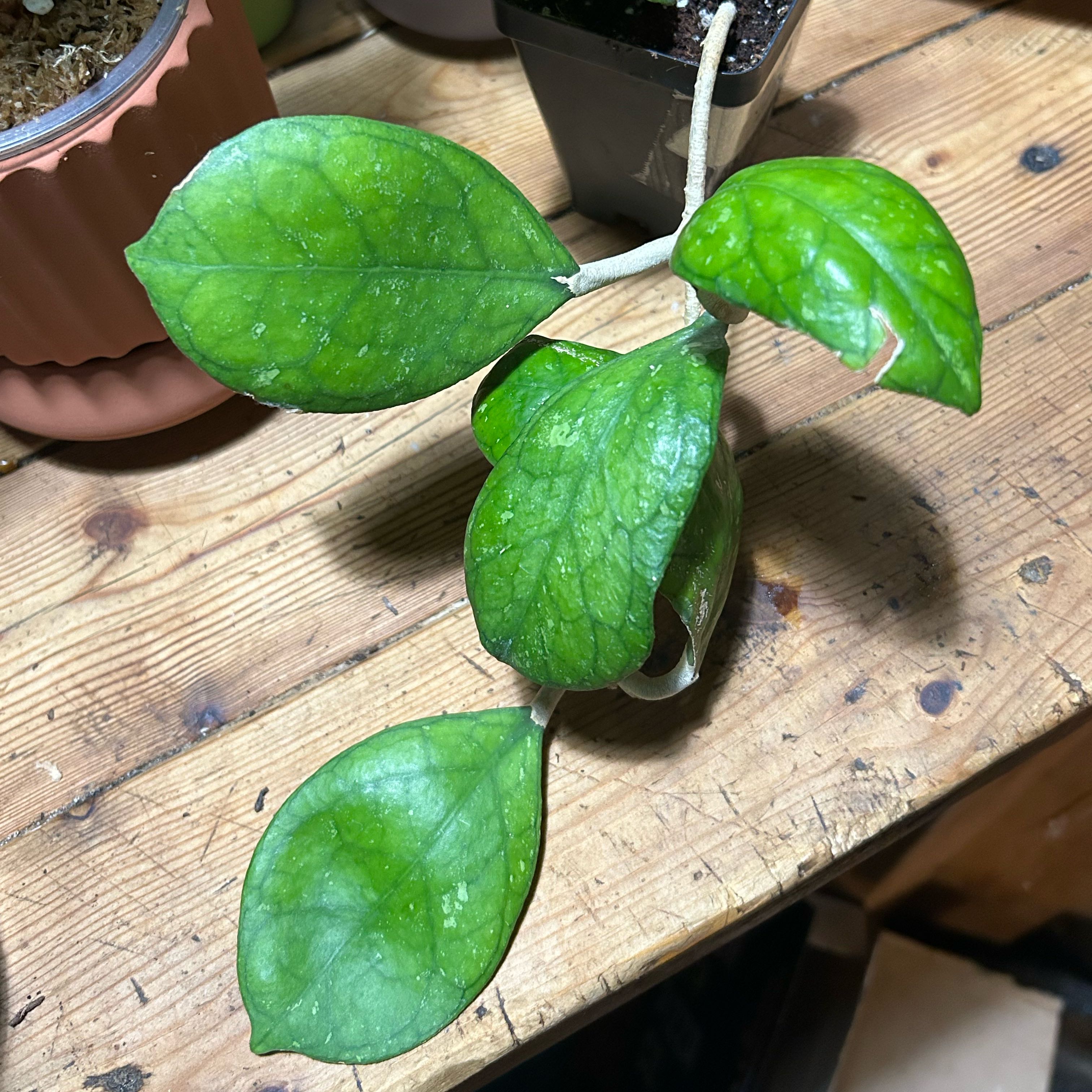 Photo of the plant species Hoya Irina by @TRose named Shakira on Greg, the plant care app