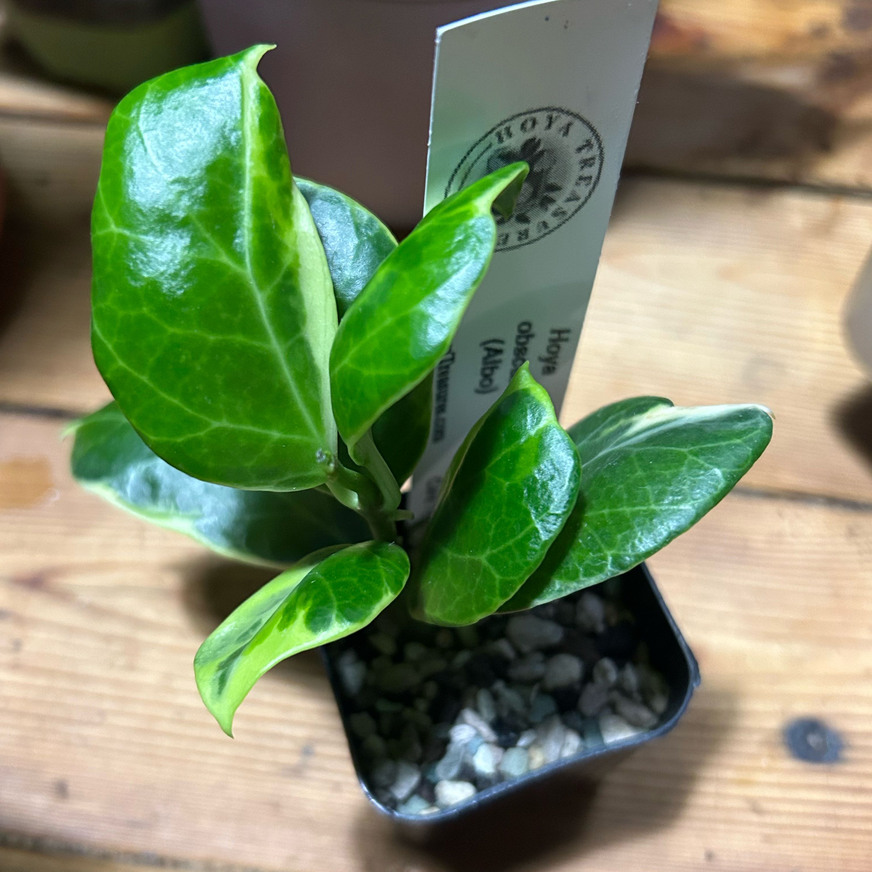 Photo of the plant species Hoya obscura by @TRose named Olly on Greg, the plant care app