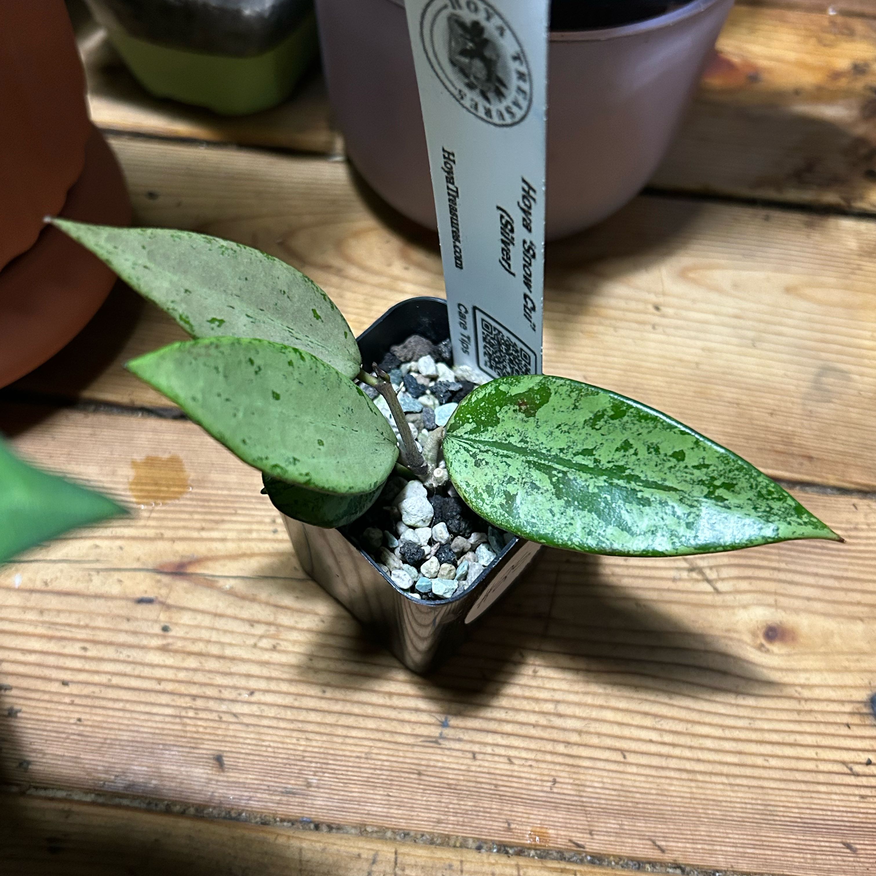 Photo of the plant species Hoya Silver by @TRose named Sage on Greg, the plant care app