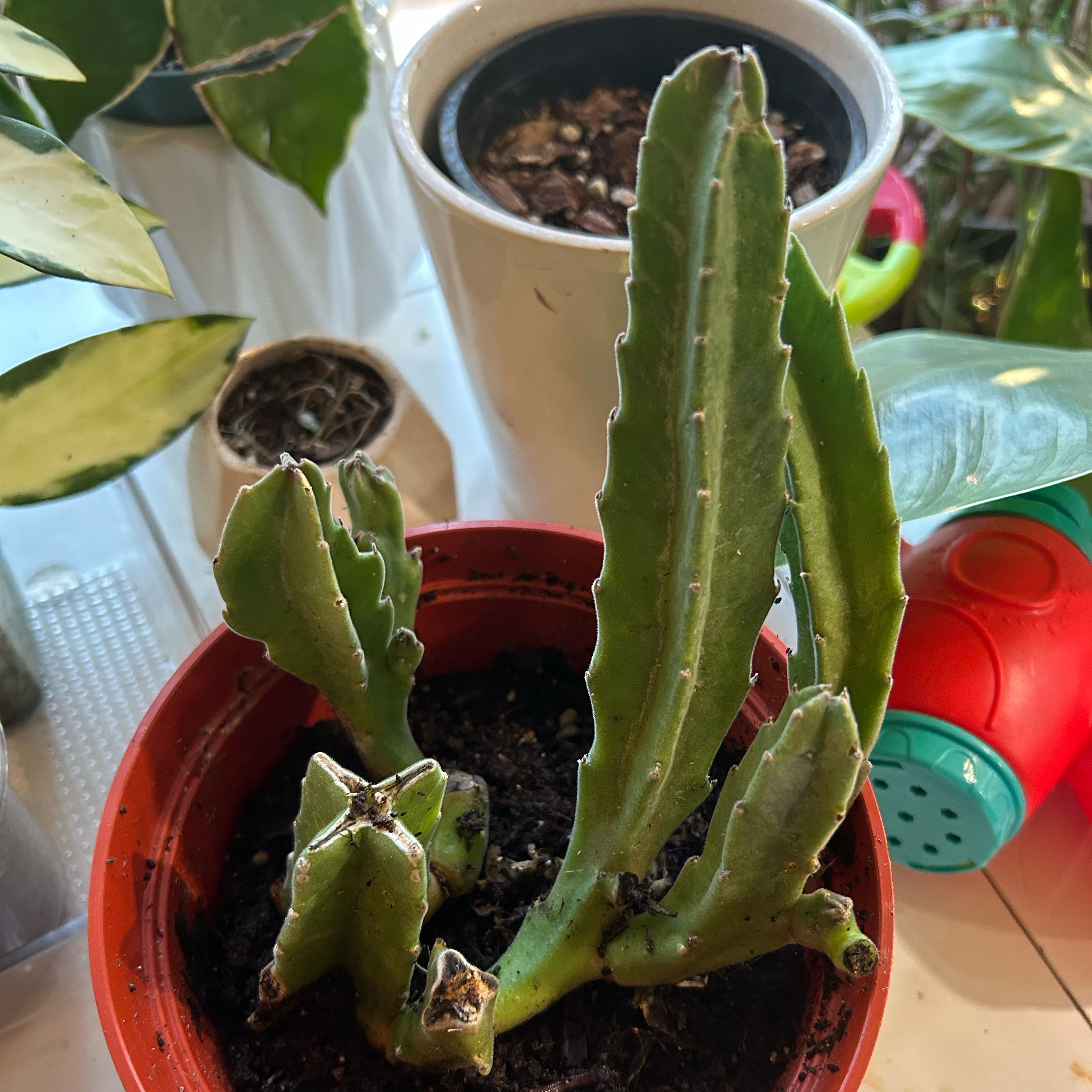 Photo of the plant species Purple Starfish cactus by @TRose named Darwin on Greg, the plant care app