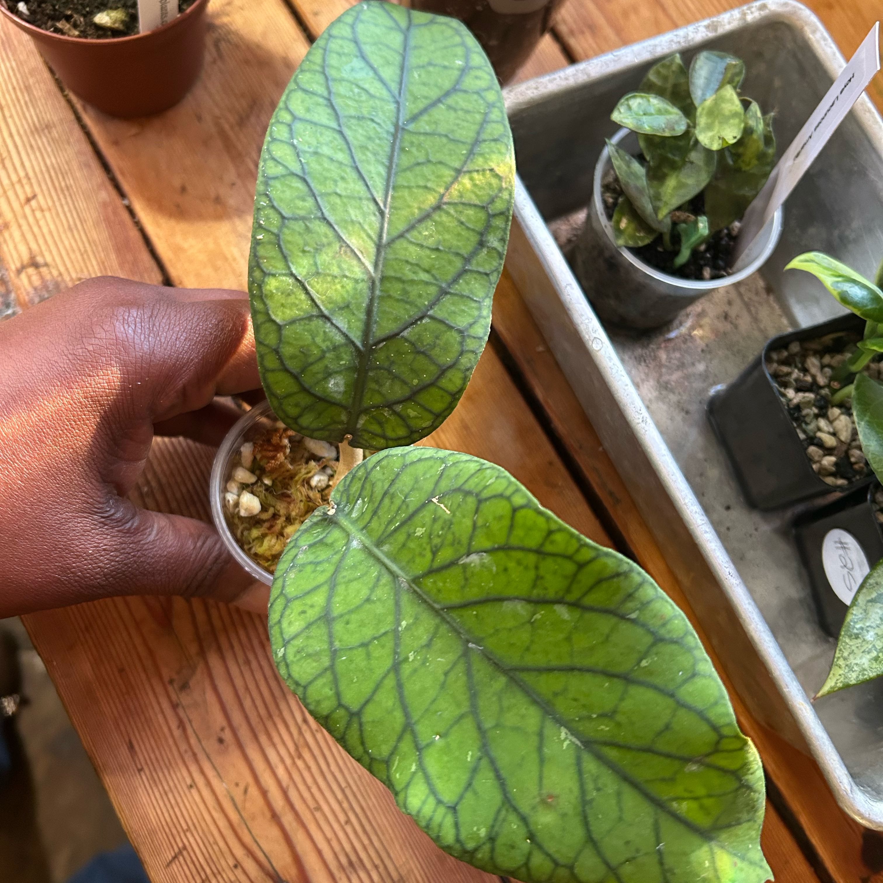 Photo of the plant species Hoya meredithii by @TRose named Meredith on Greg, the plant care app