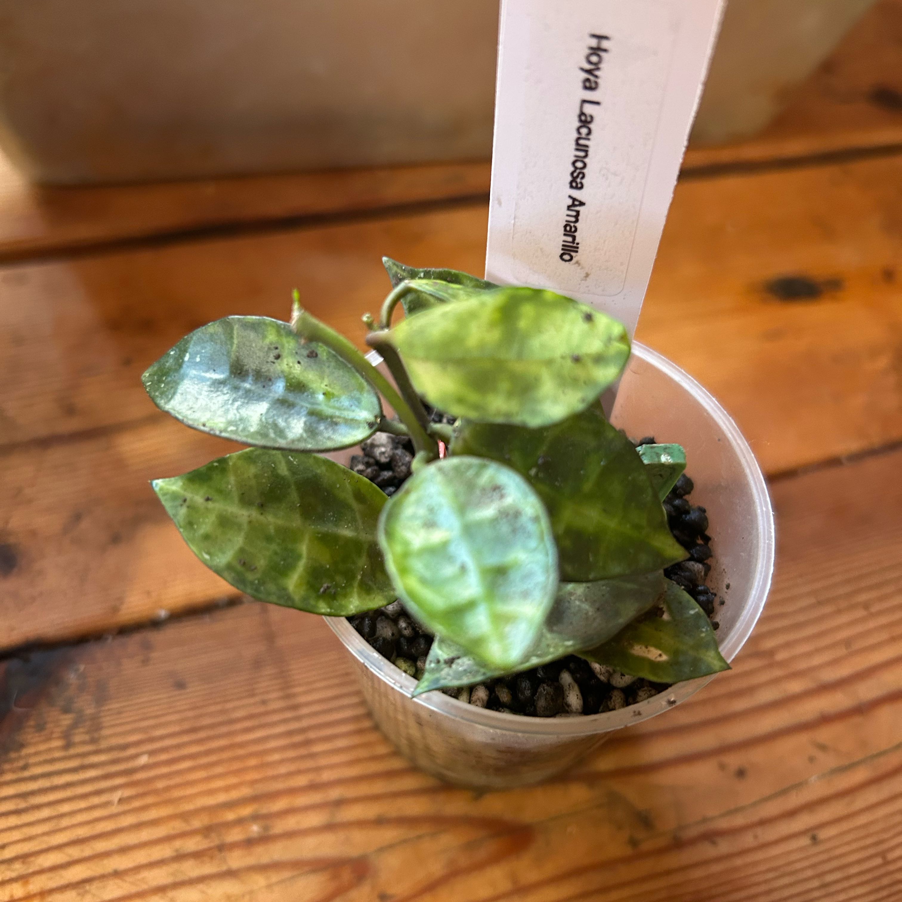 Photo of the plant species Hoya lacunosa 'Amarillo' by @TRose named Coco on Greg, the plant care app