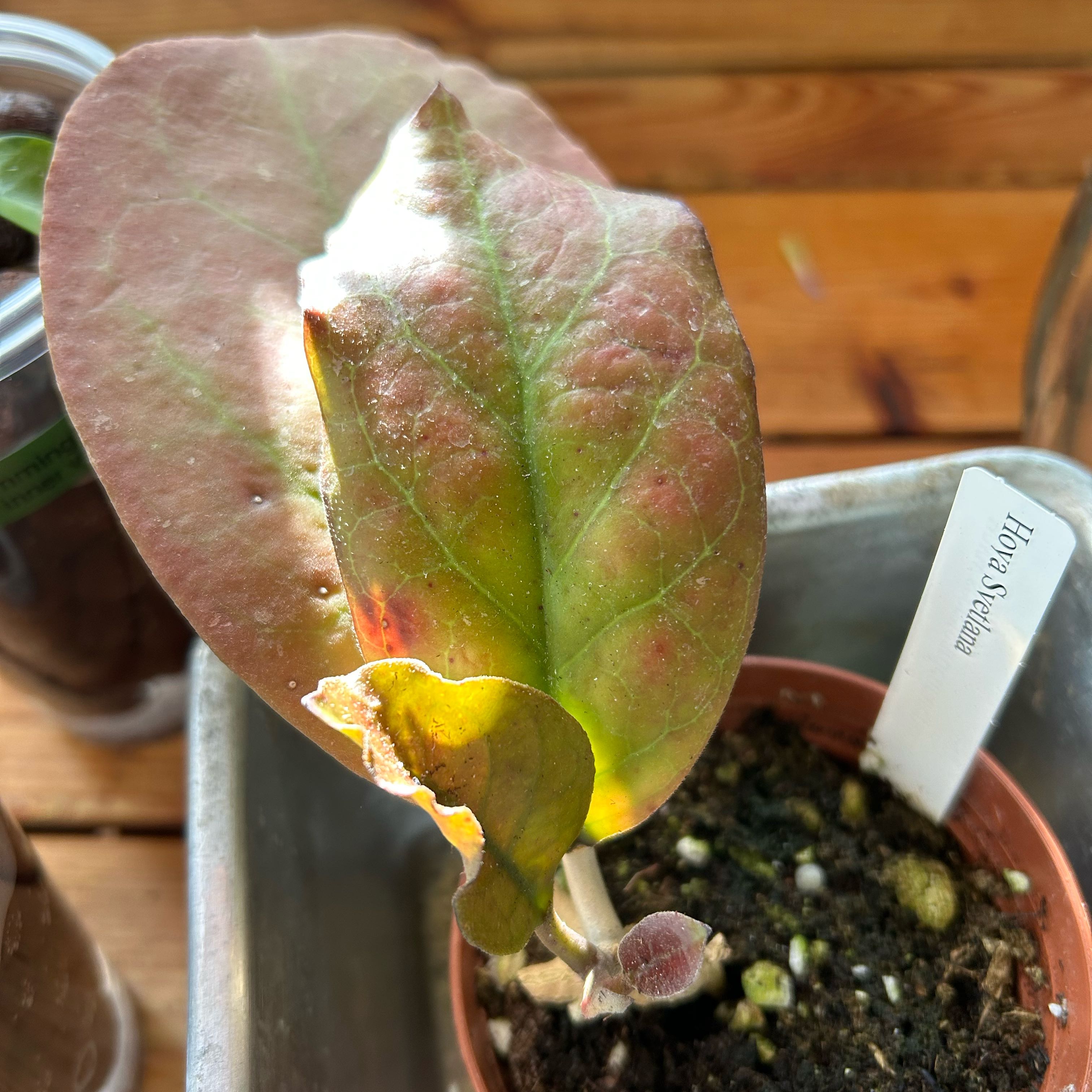 Photo of the plant species Hoya Svetlana by @TRose named Svetlana on Greg, the plant care app