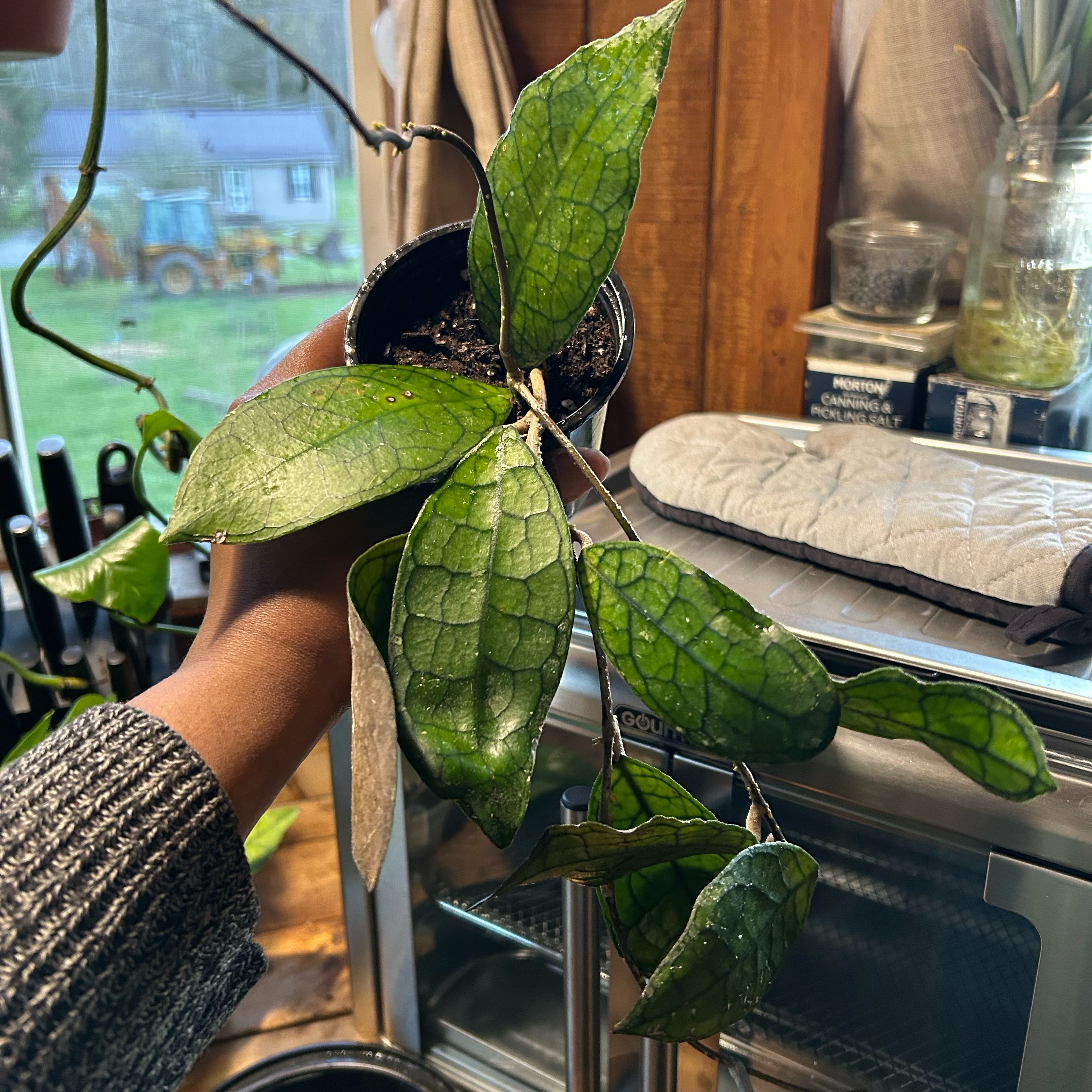 Photo of the plant species Hoya clemensiorum by @TRose named Clementine on Greg, the plant care app