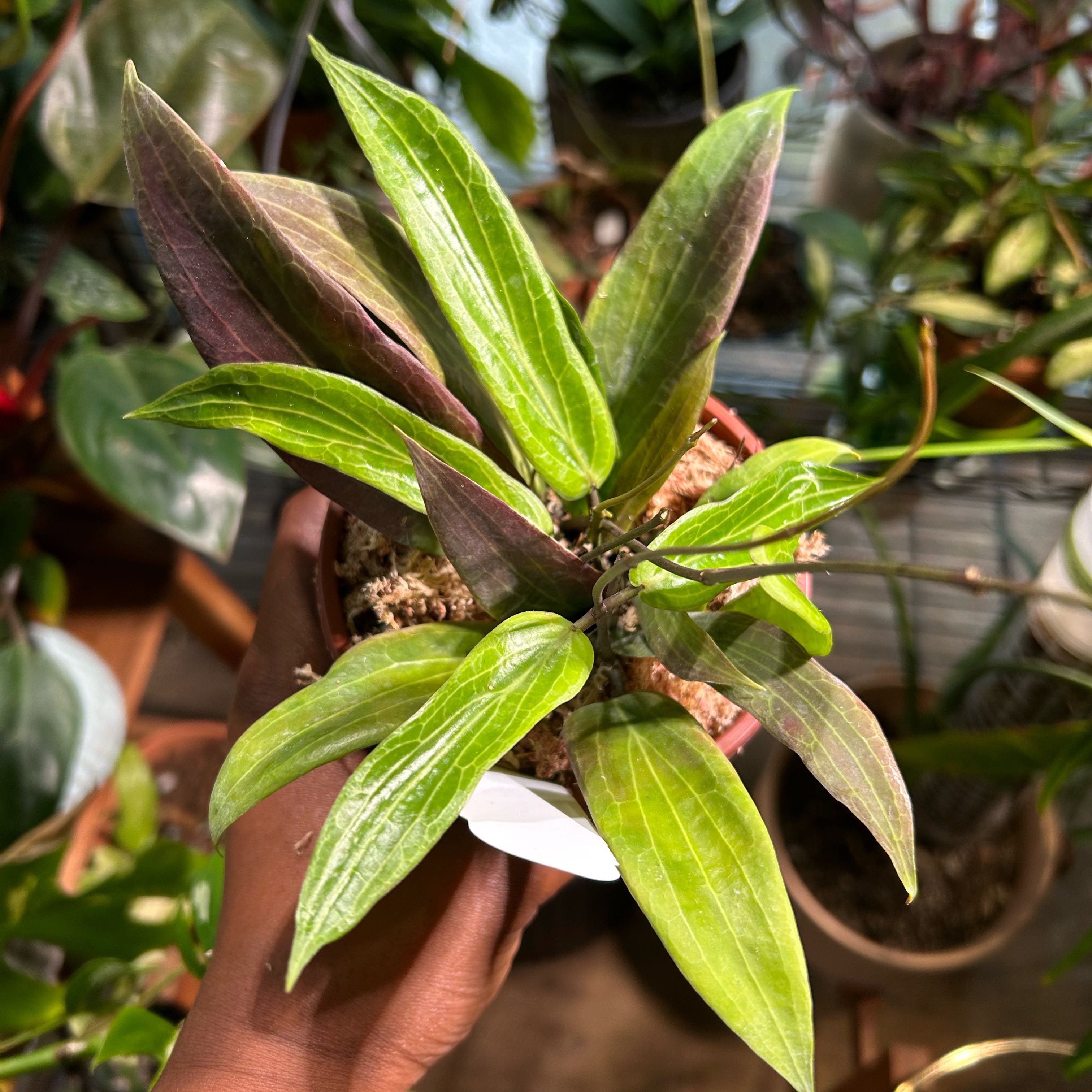 Photo of the plant species Hoya bordenii by @TRose named Houdini on Greg, the plant care app