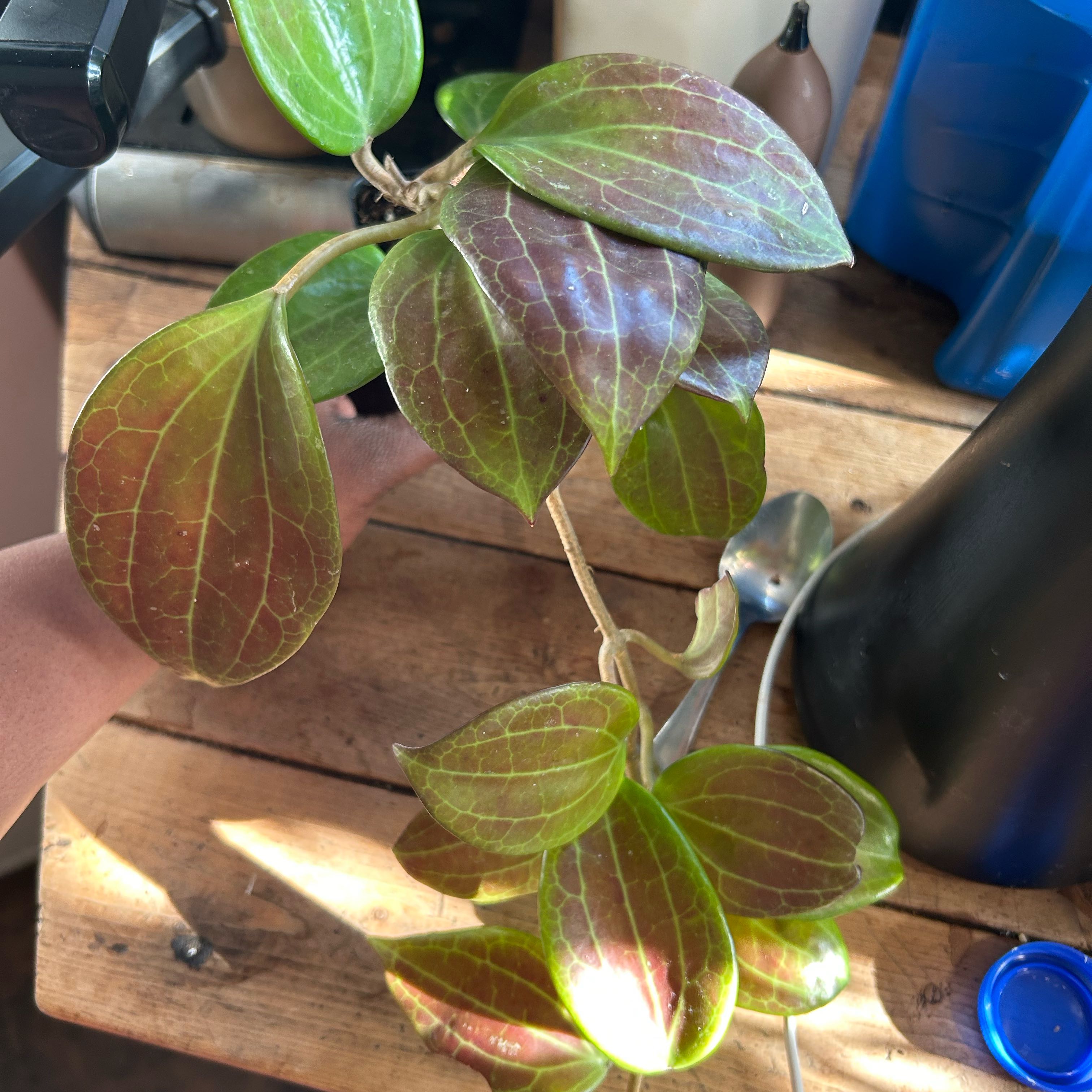 Photo of the plant species Hoya merilli by @TRose named Tolkien on Greg, the plant care app