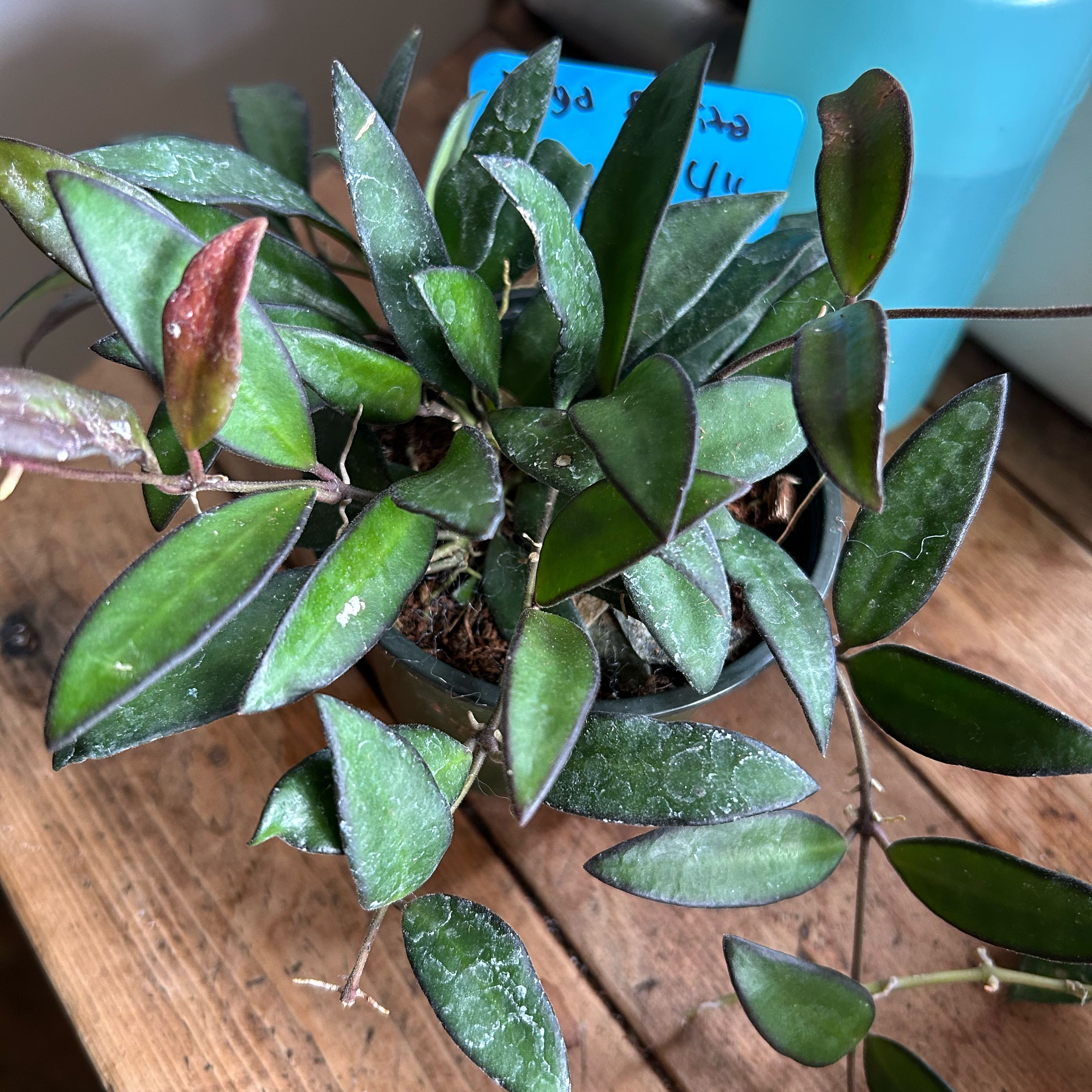 Photo of the plant species Hoya rosita 'Adrift' by @TRose named Rosy on Greg, the plant care app