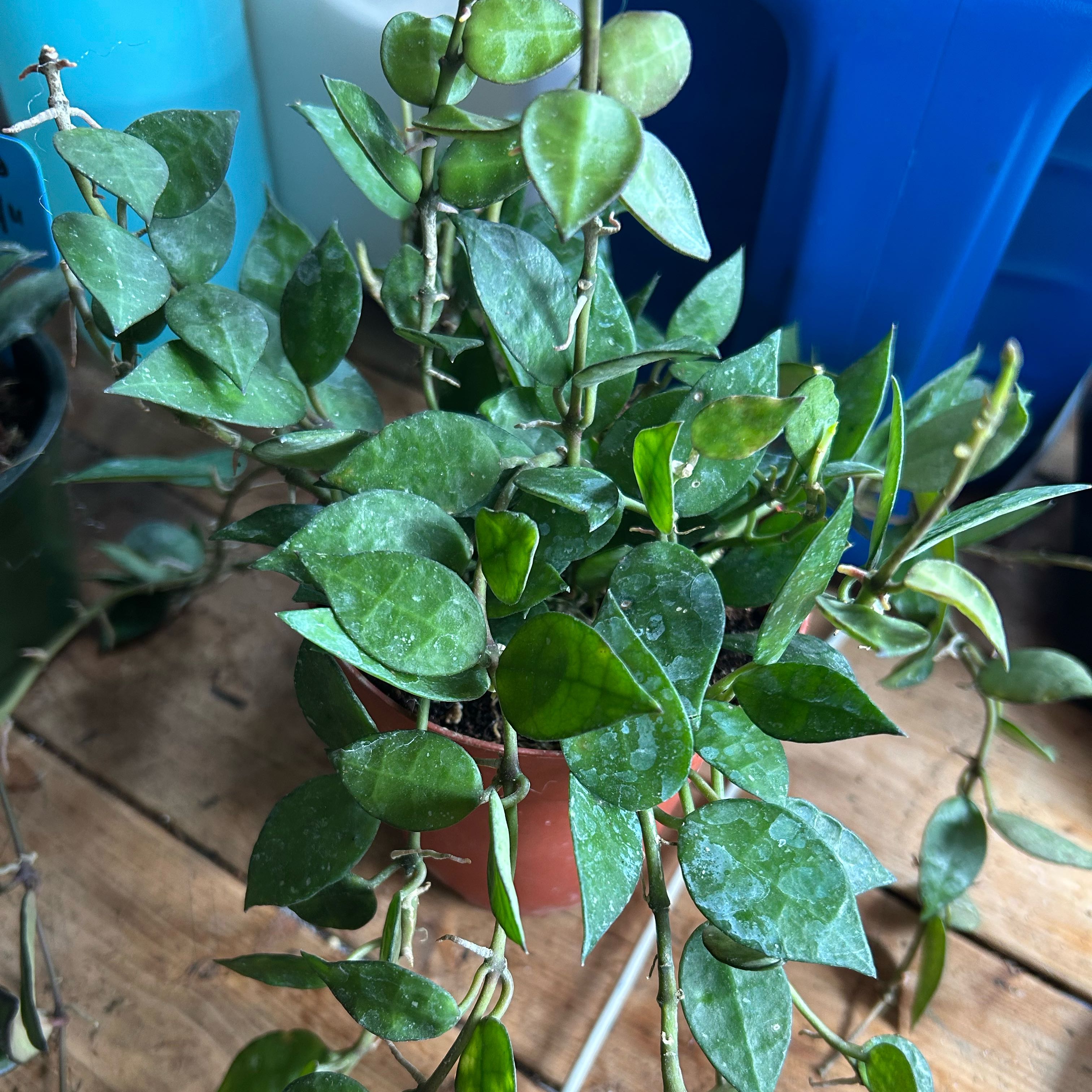 Photo of the plant species Hoya krohniana black by @TRose named Elvira on Greg, the plant care app