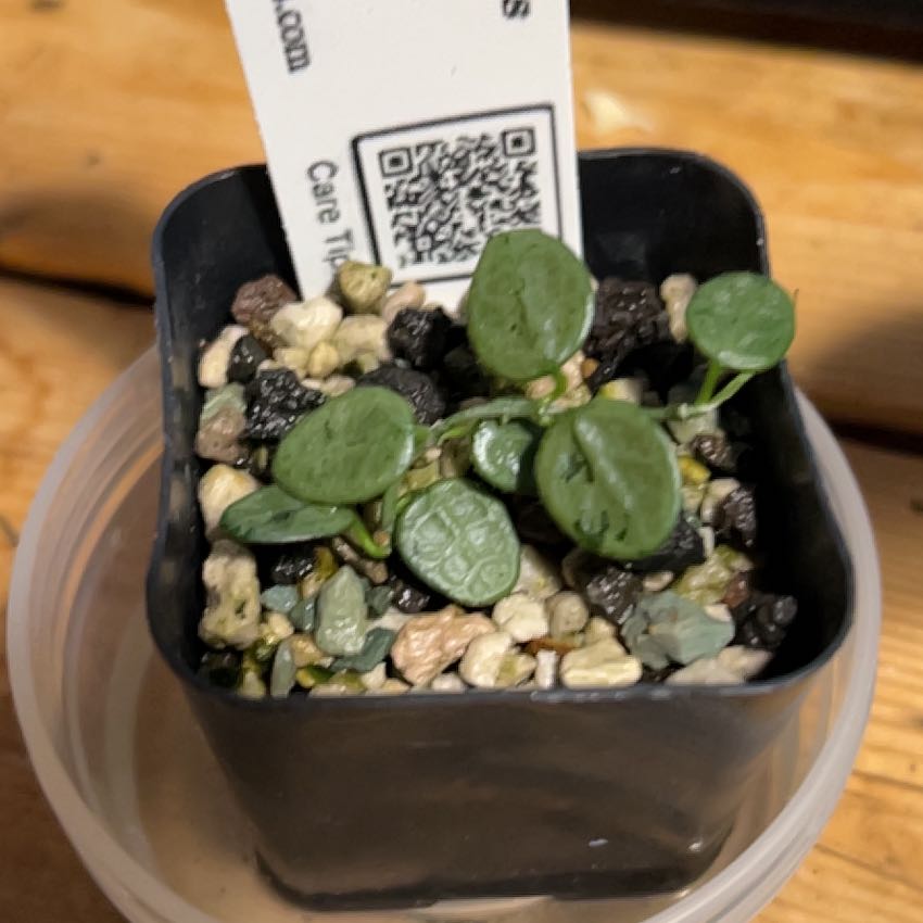 Photo of the plant species Pink Wax Flower by @TRose named Madusa silver on Greg, the plant care app