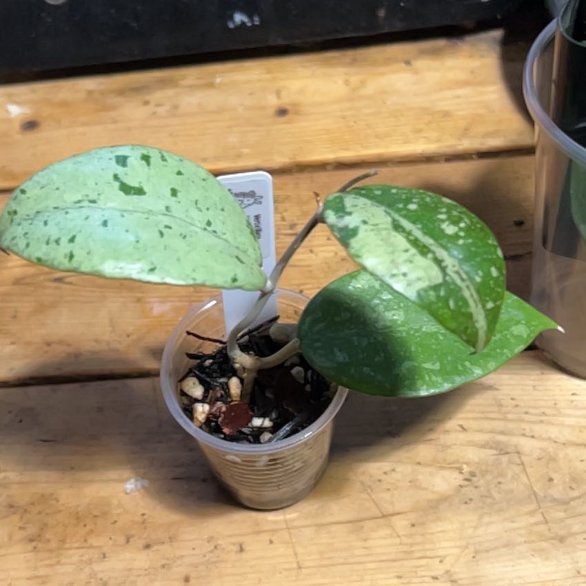Photo of the plant species Hoya verticillata 'Silver Heart' by @TRose named Sonia on Greg, the plant care app