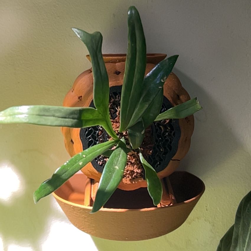 Photo of the plant species Blue Oil Fern by @TRose named Finnies on Greg, the plant care app