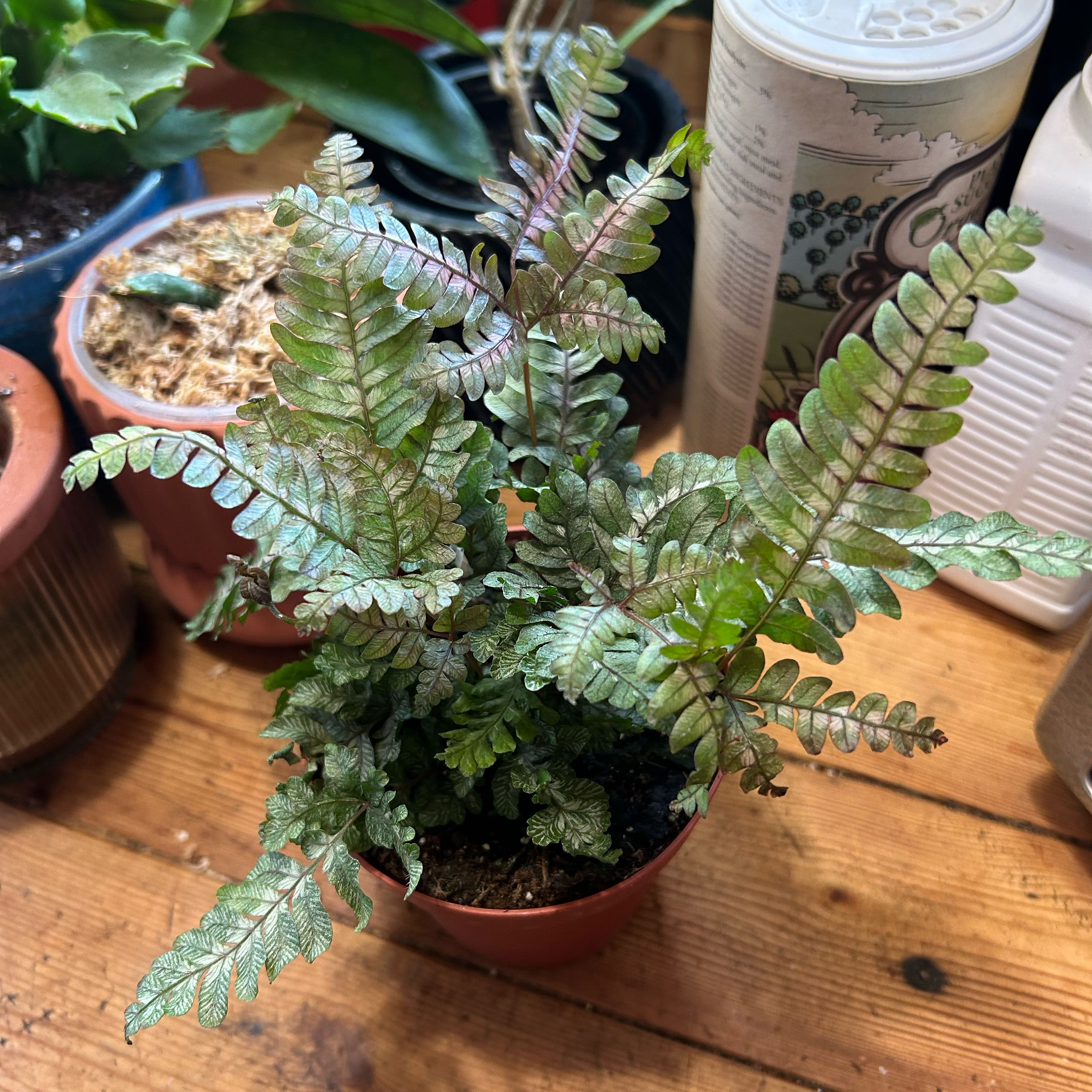 Photo of the plant species Pteris aspericaulis by @TRose named Candy Stripe fern on Greg, the plant care app