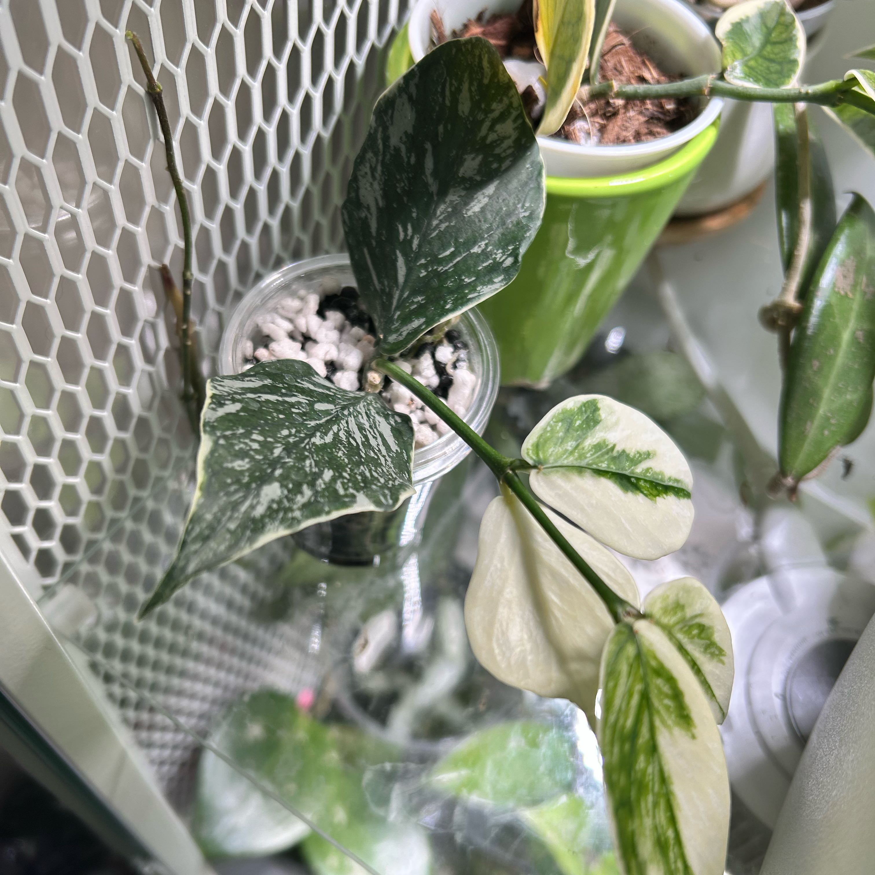 Photo of the plant species Fishtail Hoya by @TRose named Jessminka polyneura on Greg, the plant care app