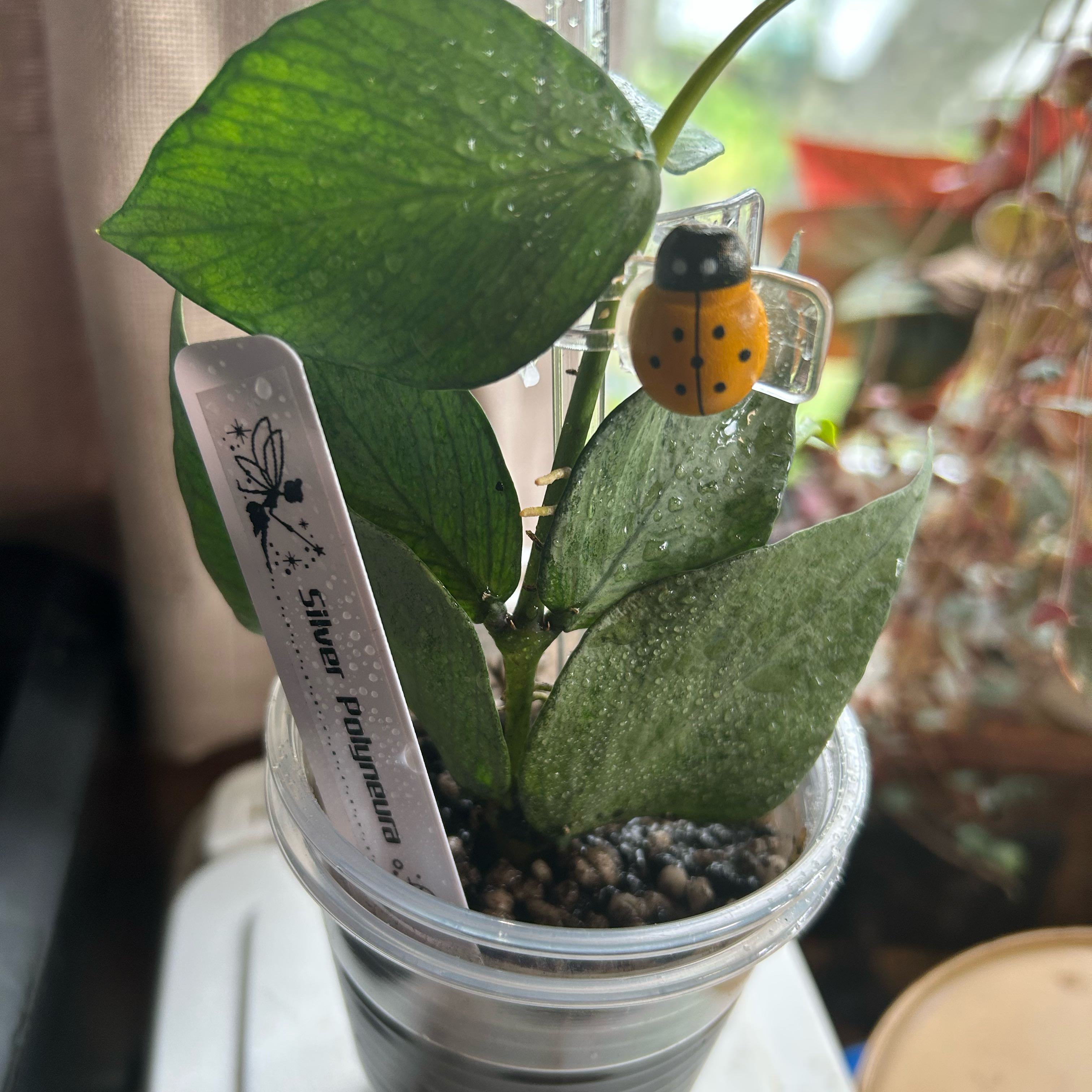 Photo of the plant species Fishtail Hoya by @TRose named Polyneura Silver on Greg, the plant care app