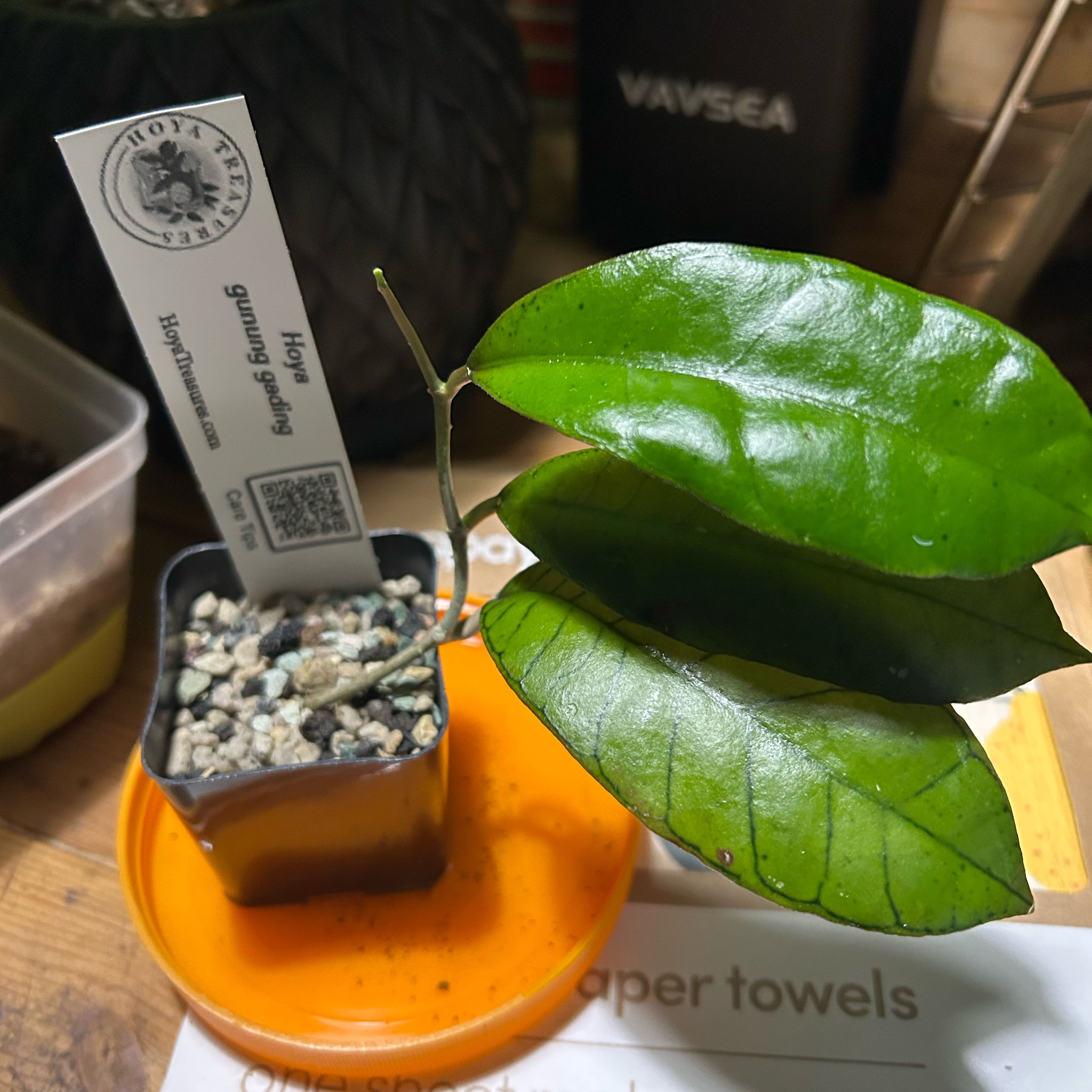 Photo of the plant species Hoya Gangung Gading by @TRose named Madonna on Greg, the plant care app