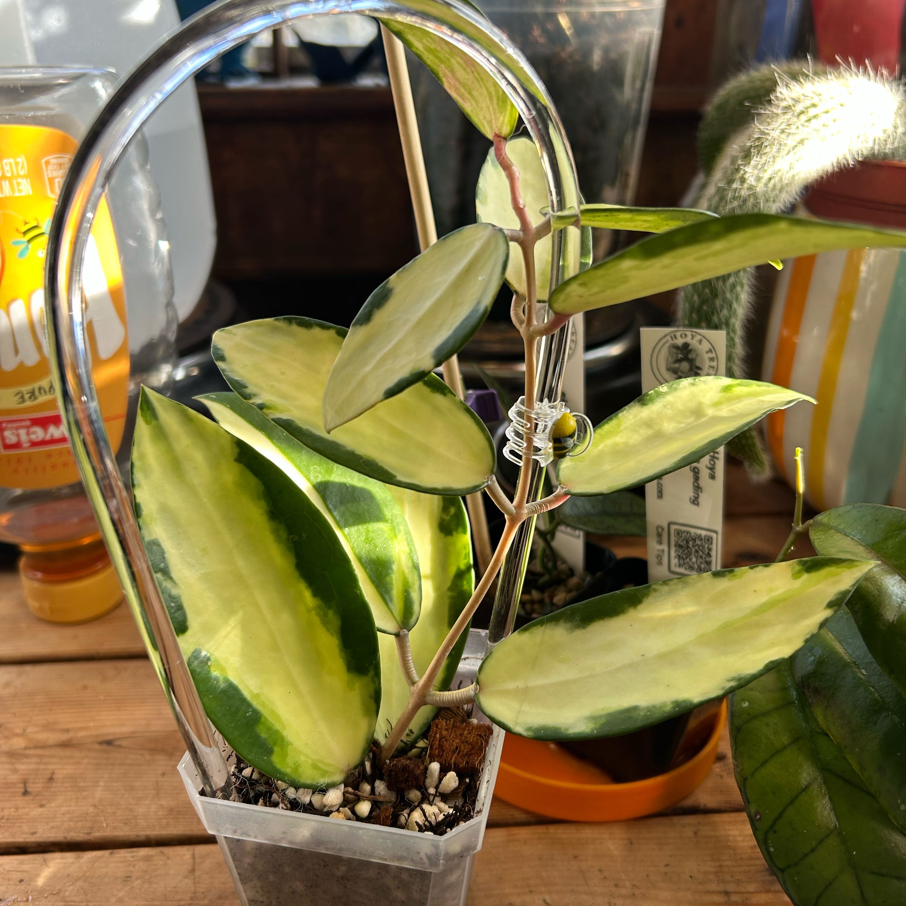 Photo of the plant species Hoya acuta 'Variegata' by @TRose named Cutie Potutie on Greg, the plant care app