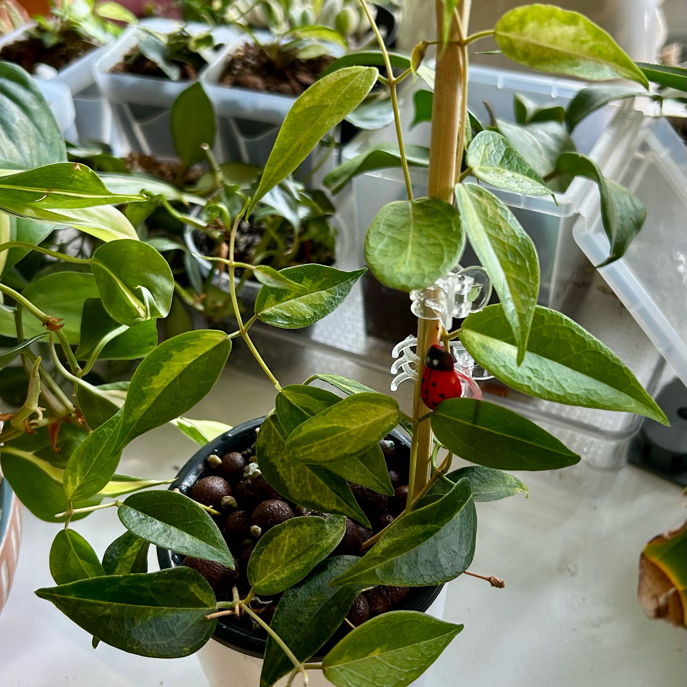 Photo of the plant species Hoya dennisii by @TRose named Frida on Greg, the plant care app