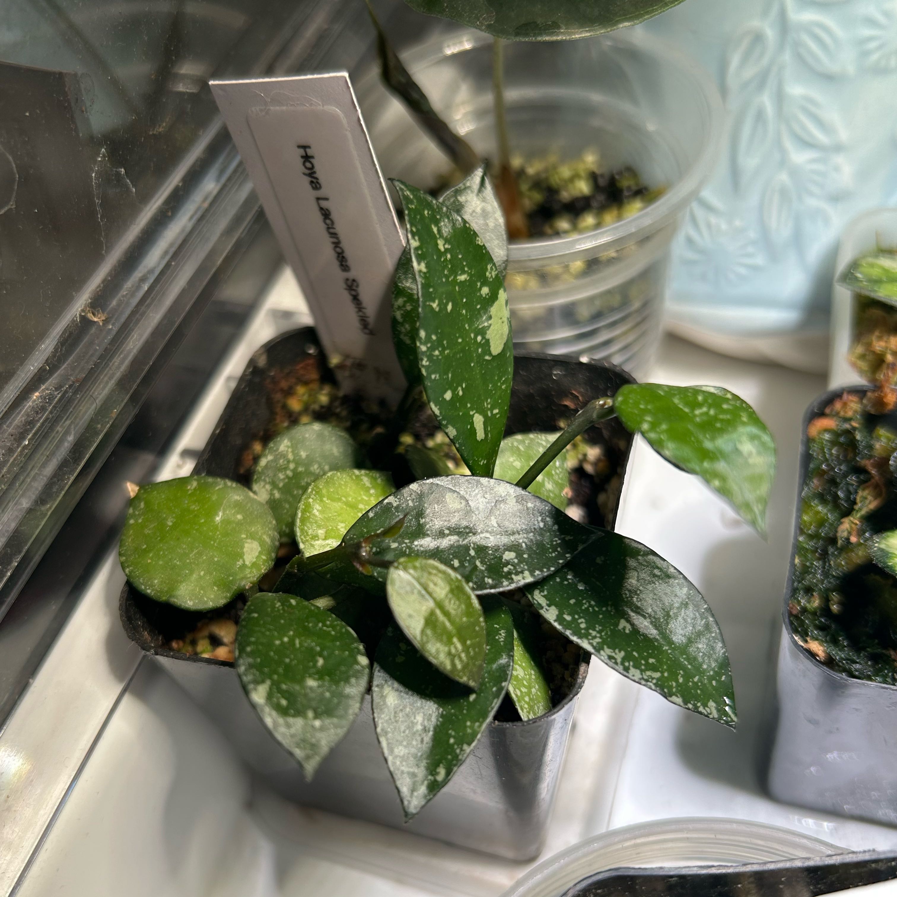 Photo of the plant species Hoya lacunosa by @TRose named Lacunosa Speckled on Greg, the plant care app