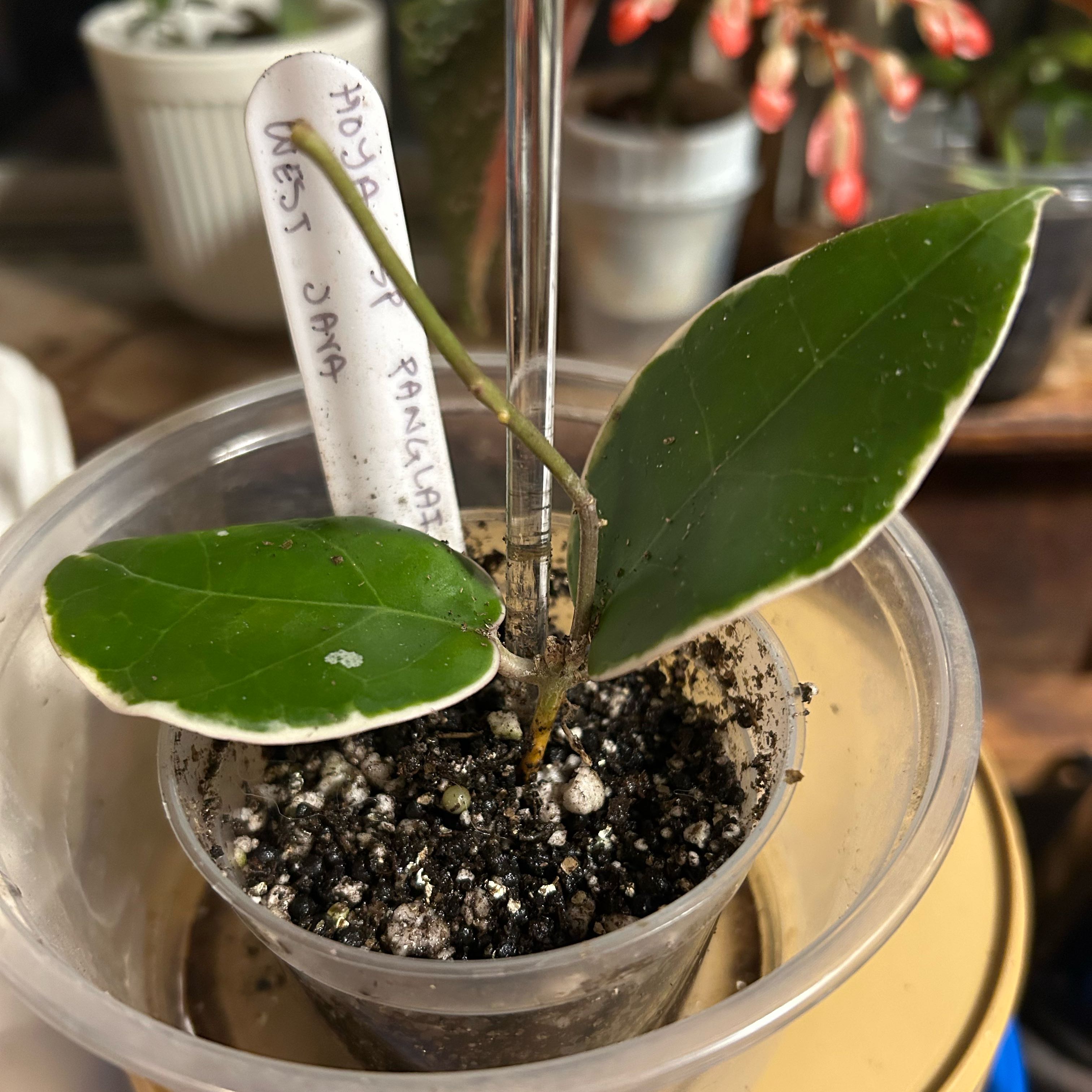 Photo of the plant species Albo Marginata Hoya Verticillata by @TRose named Sp. Panglai West Java on Greg, the plant care app