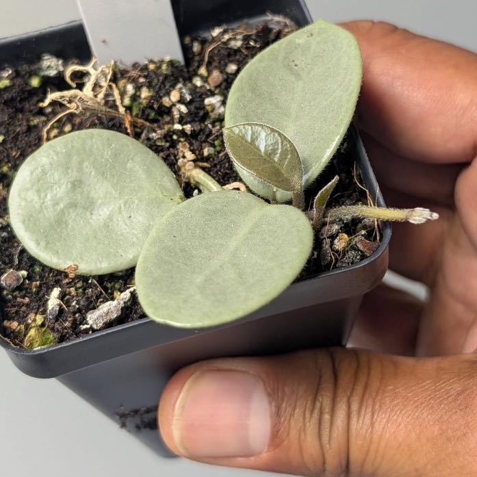 Photo of the plant species Waxplant by @TRose named Hoya Mathilde Grey Fairy on Greg, the plant care app