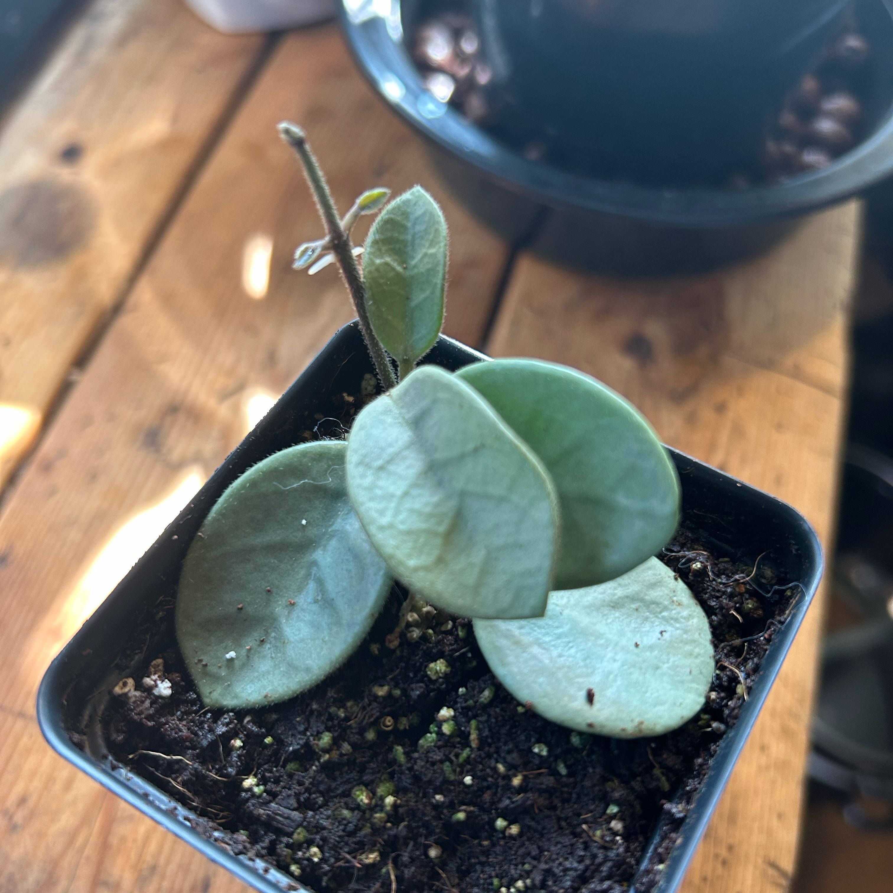Photo of the plant species Waxplant by @TRose named Grey Fairy on Greg, the plant care app