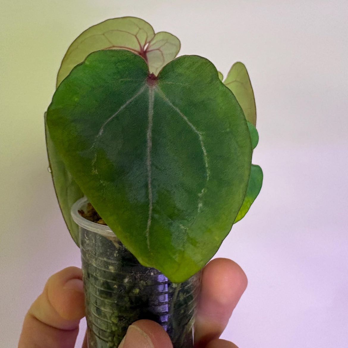 Photo of the plant species Ace Of Spades by @TRose named AOS x Zara Michelle on Greg, the plant care app