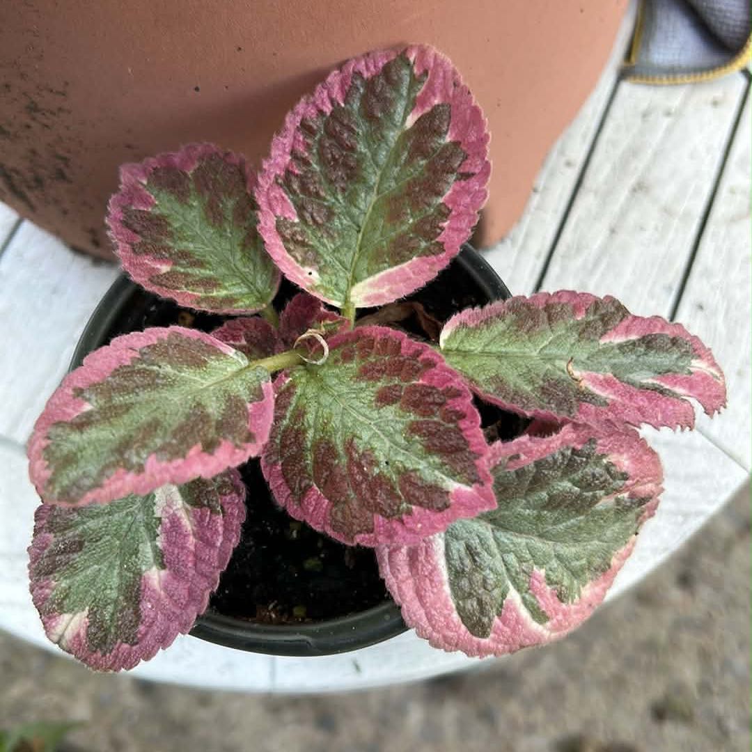 Photo of the plant species Episcia 'Pink Brocade' by @TRose named Denali on Greg, the plant care app
