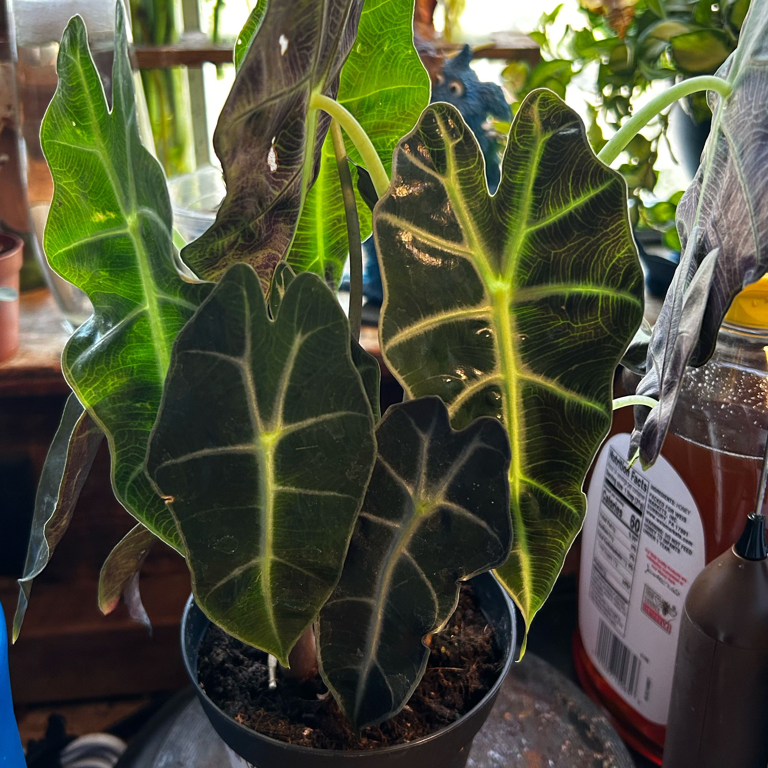 Photo of the plant species Alocasoia Amazonica 'Polly' by @TRose named Oscar on Greg, the plant care app