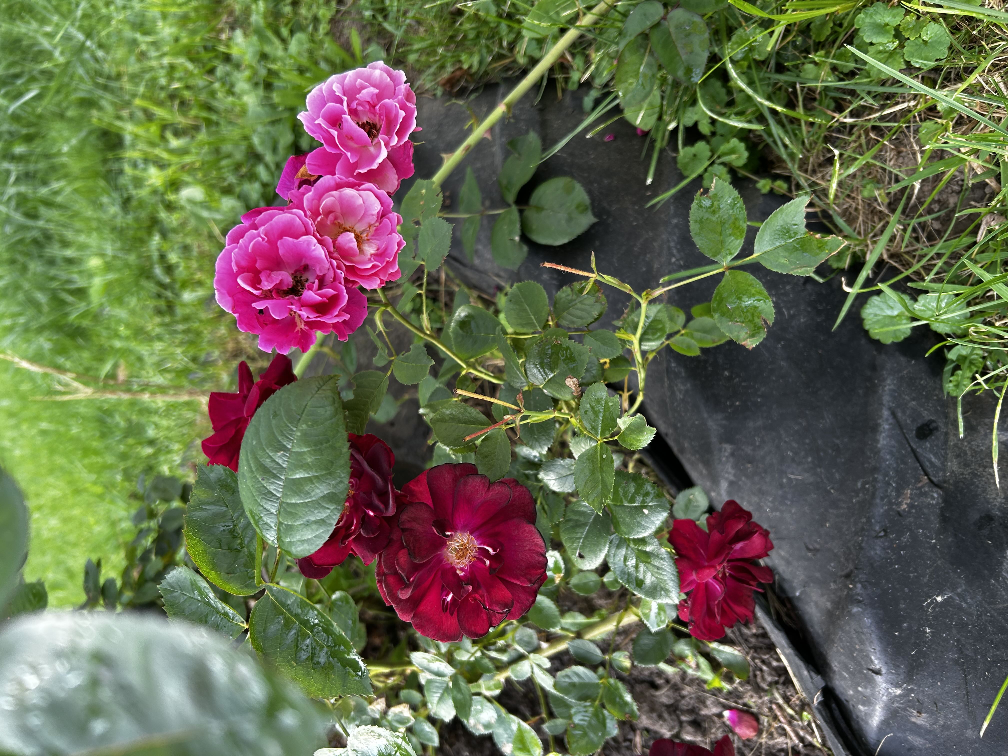 Photo from the post