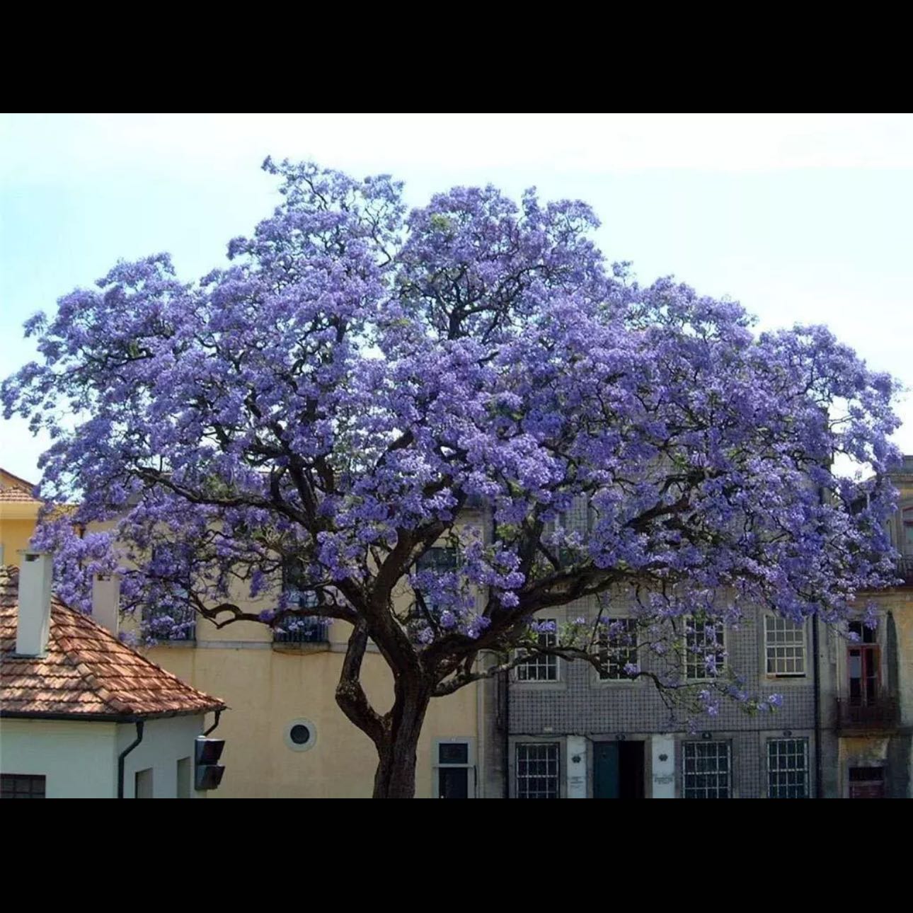 Plant care for Empress Tree on Greg, the plant care app