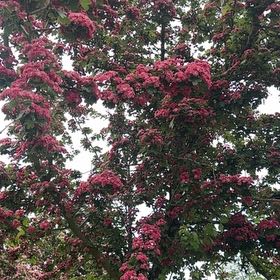 Photo of the plant species Midland Hawthorn by @GodlyDuckpotato named Leonardo on Greg, the plant care app