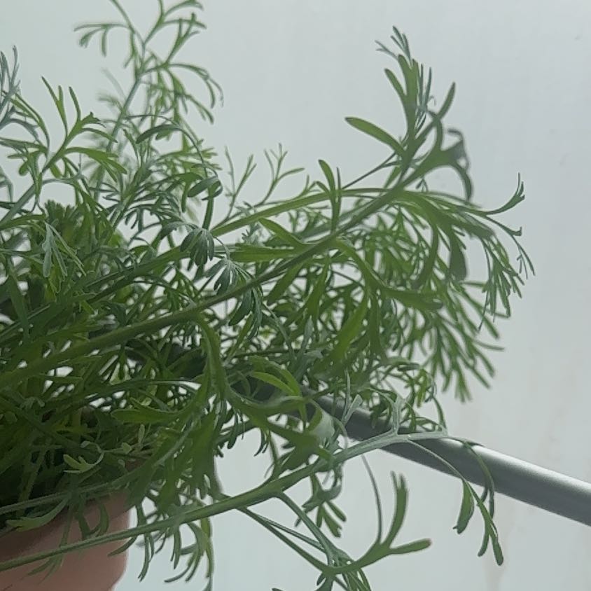 Photo of the plant species California Poppy by @GodlyDuckpotato named Eva on Greg, the plant care app