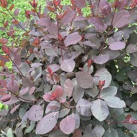 Photo of the plant species Cotinus Coggygria by @GodlyDuckpotato named Emerson on Greg, the plant care app
