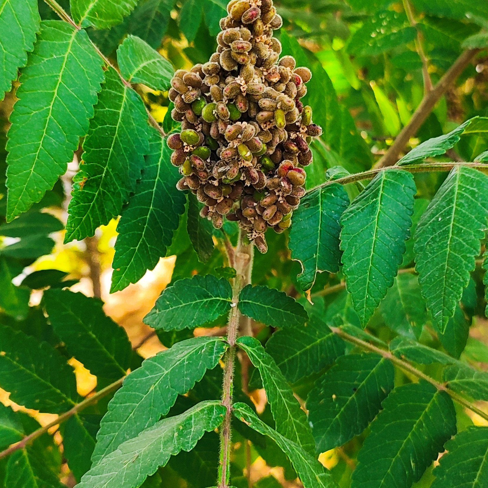 Photo of the plant species Sicilian Sumac by @LadyCoralspot named Hamilton on Greg, the plant care app