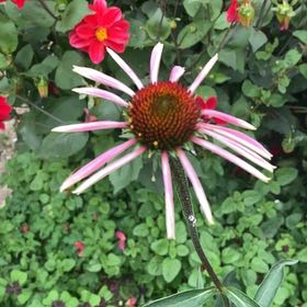 Photo of the plant species Pale Purple Coneflower by @ProHoyamillie named Bruce Lee on Greg, the plant care app