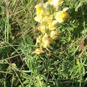 Photo of the plant species Butter and Eggs by @ProHoyamillie named Sage on Greg, the plant care app